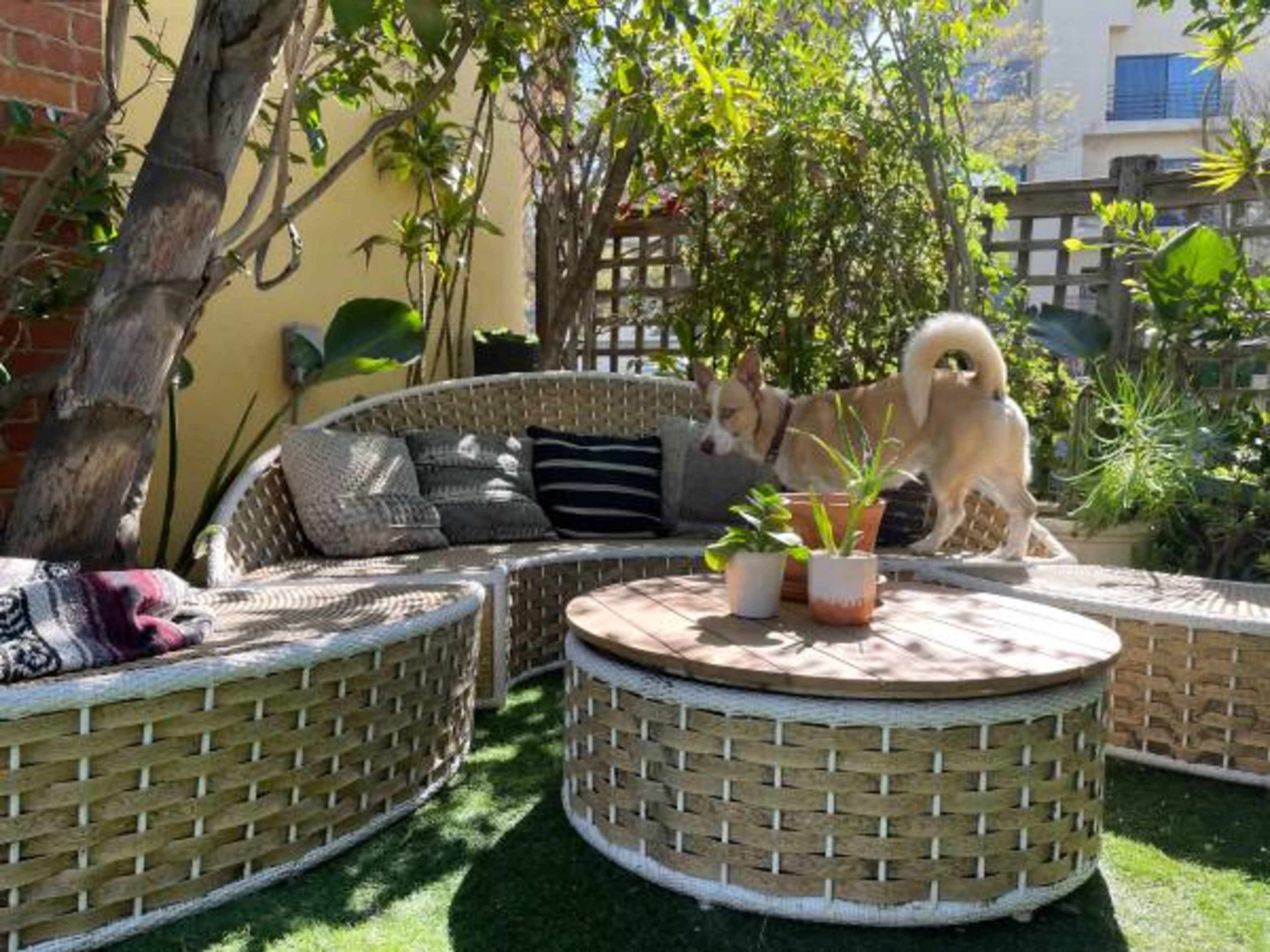 A dog stands on a woven outdoor sofa surrounded by greenery and potted plants in a sunny garden setting.