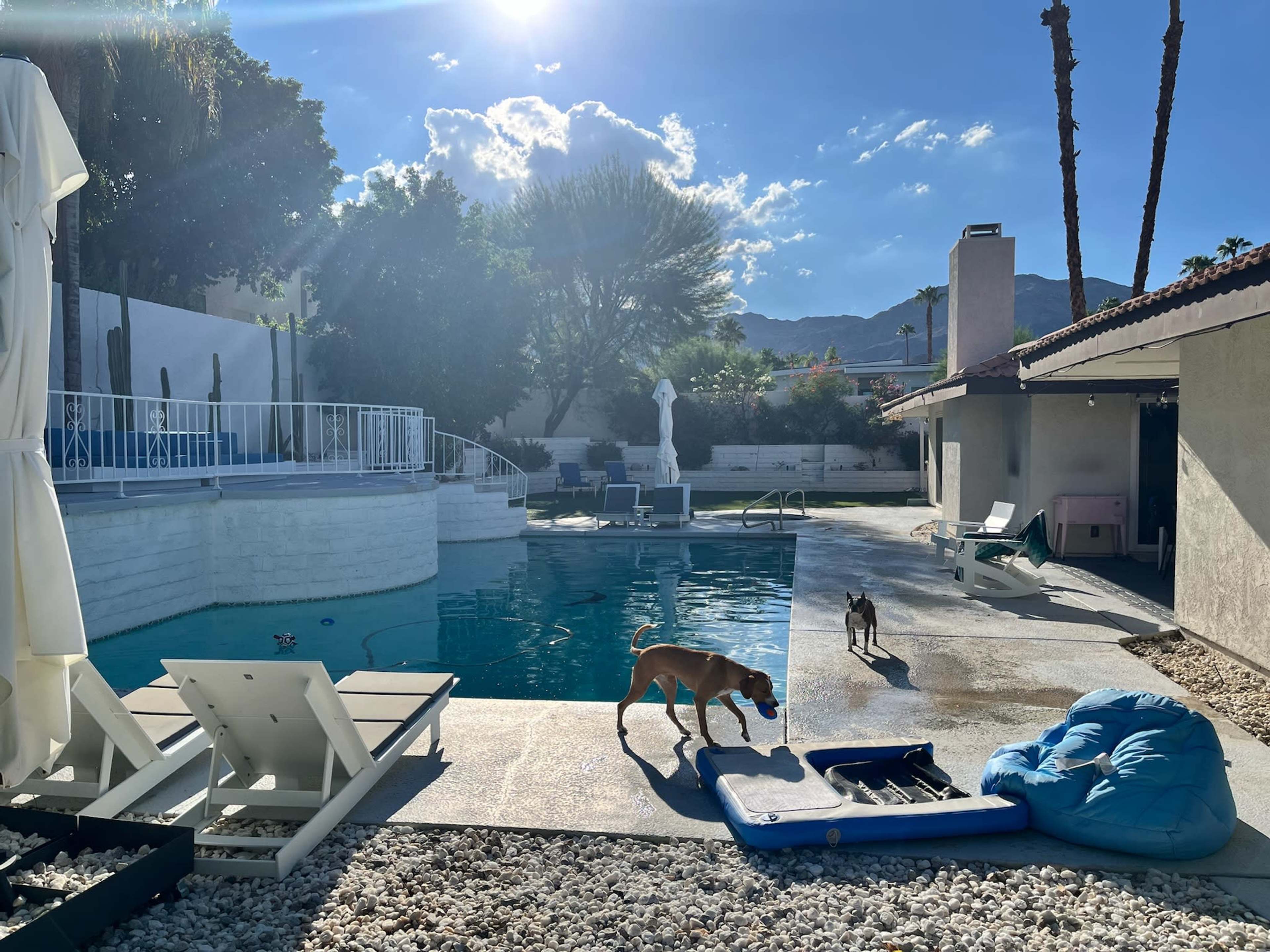 Two dogs walk near a swimming pool surrounded by a patio and furniture in a sunny backyard.