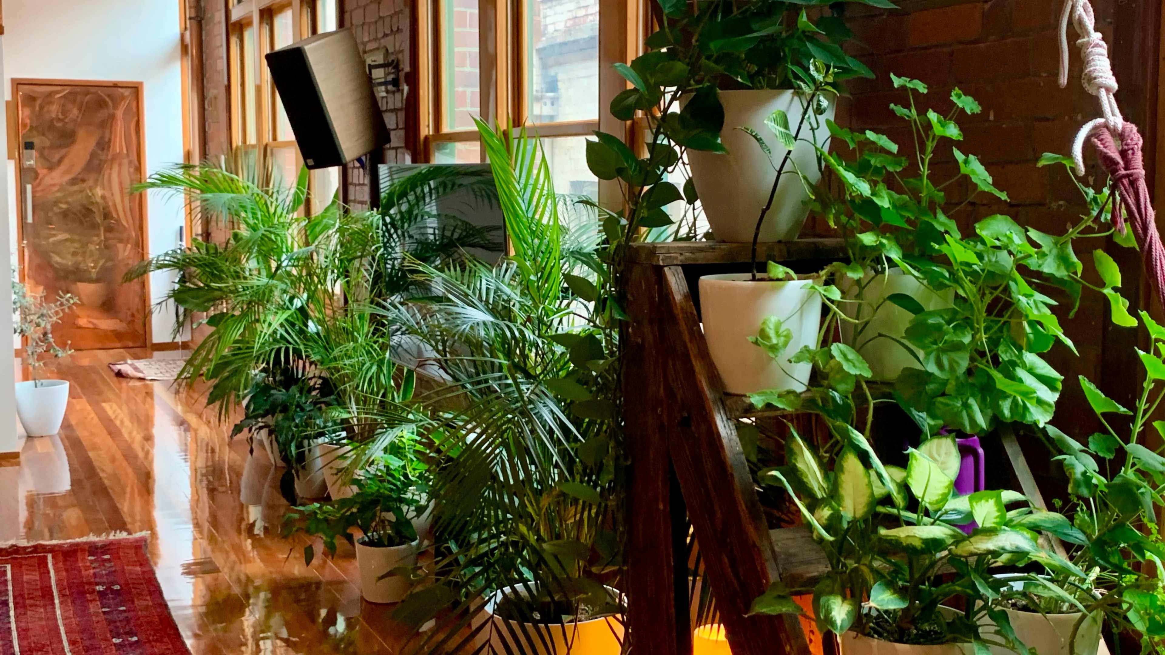 A bright hallway filled with various potted plants arranged along the windows, with wooden flooring reflecting the greenery.