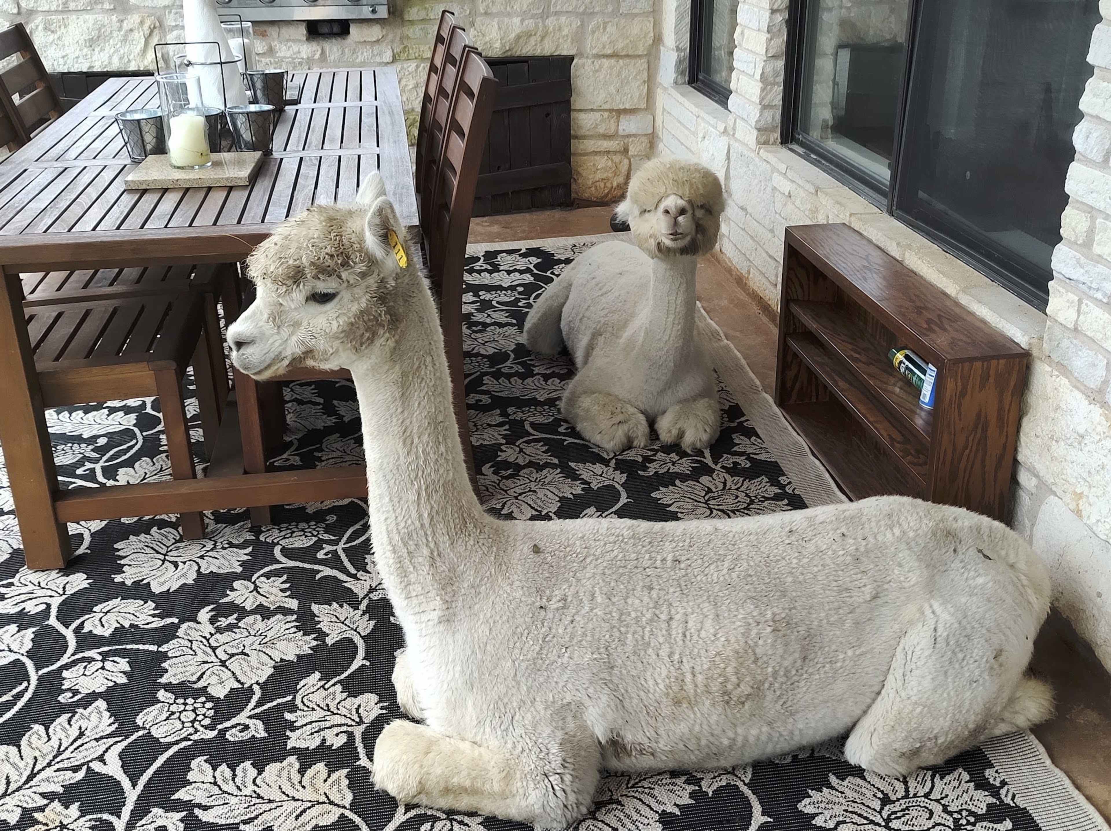 Alpaca Spa & Welness Center (SxSW Event friendly) Image in Wyldwood, Cedar Creek, TX