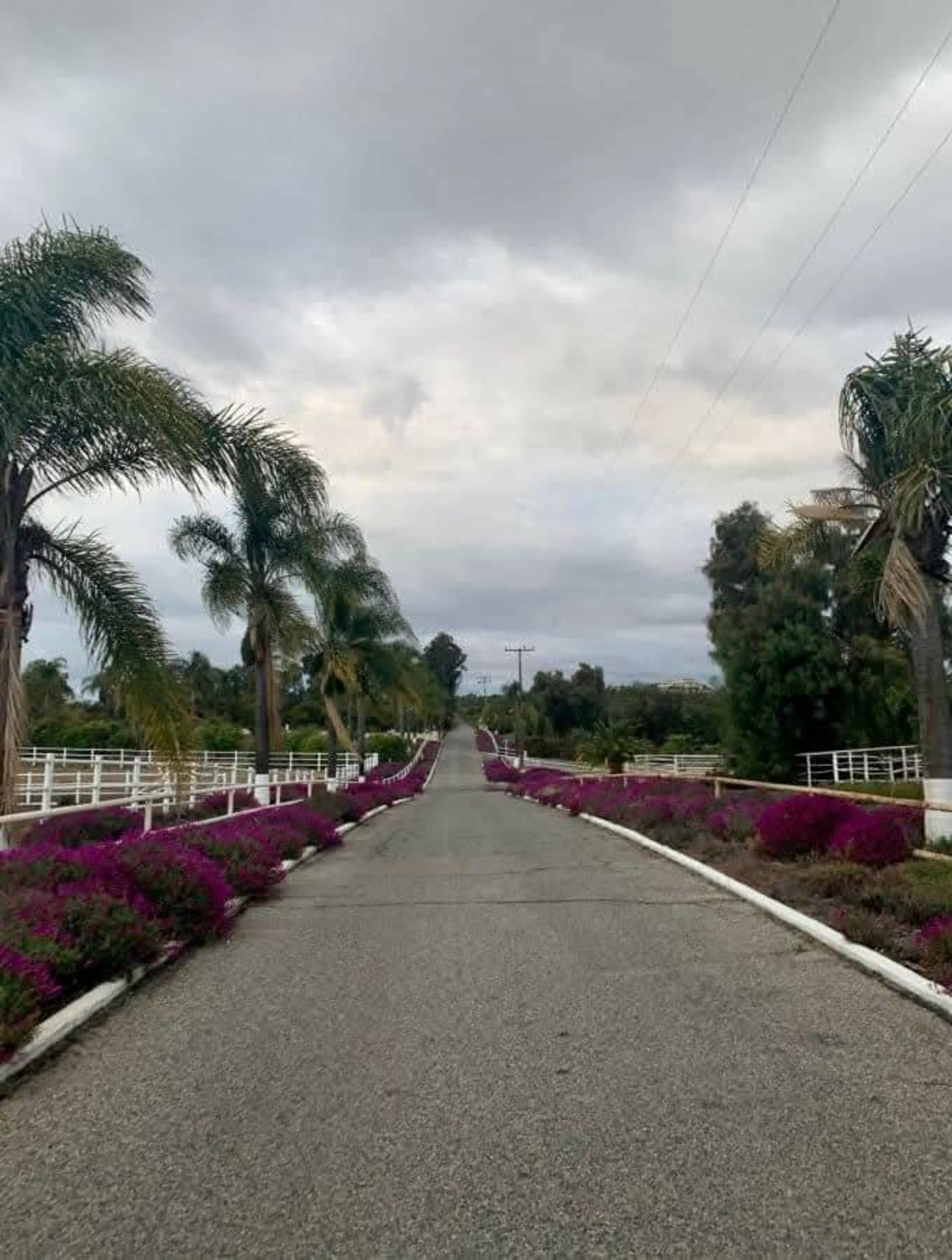 A paved road lined with flowering bushes stretches into the distance, flanked by palm trees under a cloudy sky.