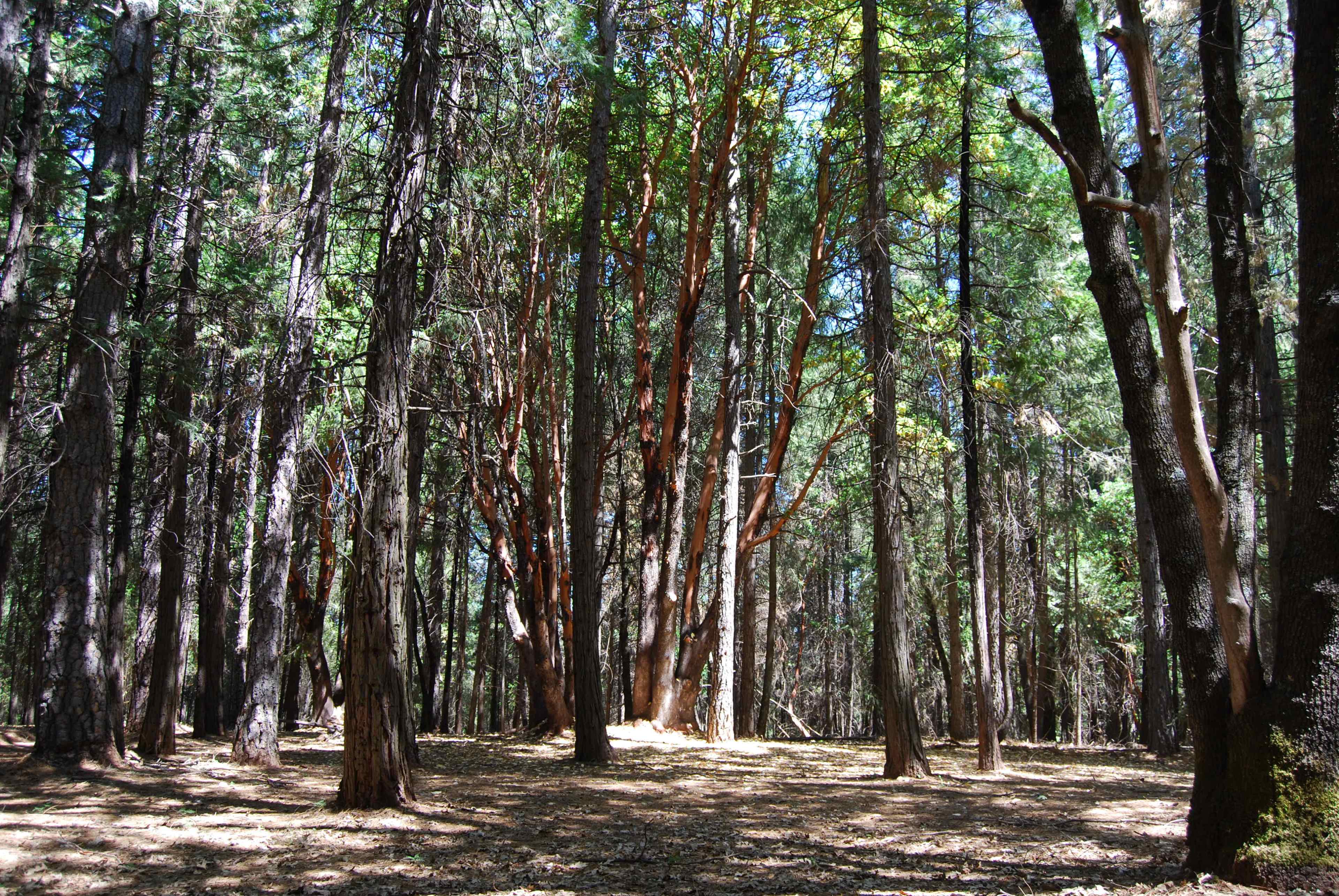 A forest scene featuring tall trees with a mix of green foliage and reddish-barked trees.