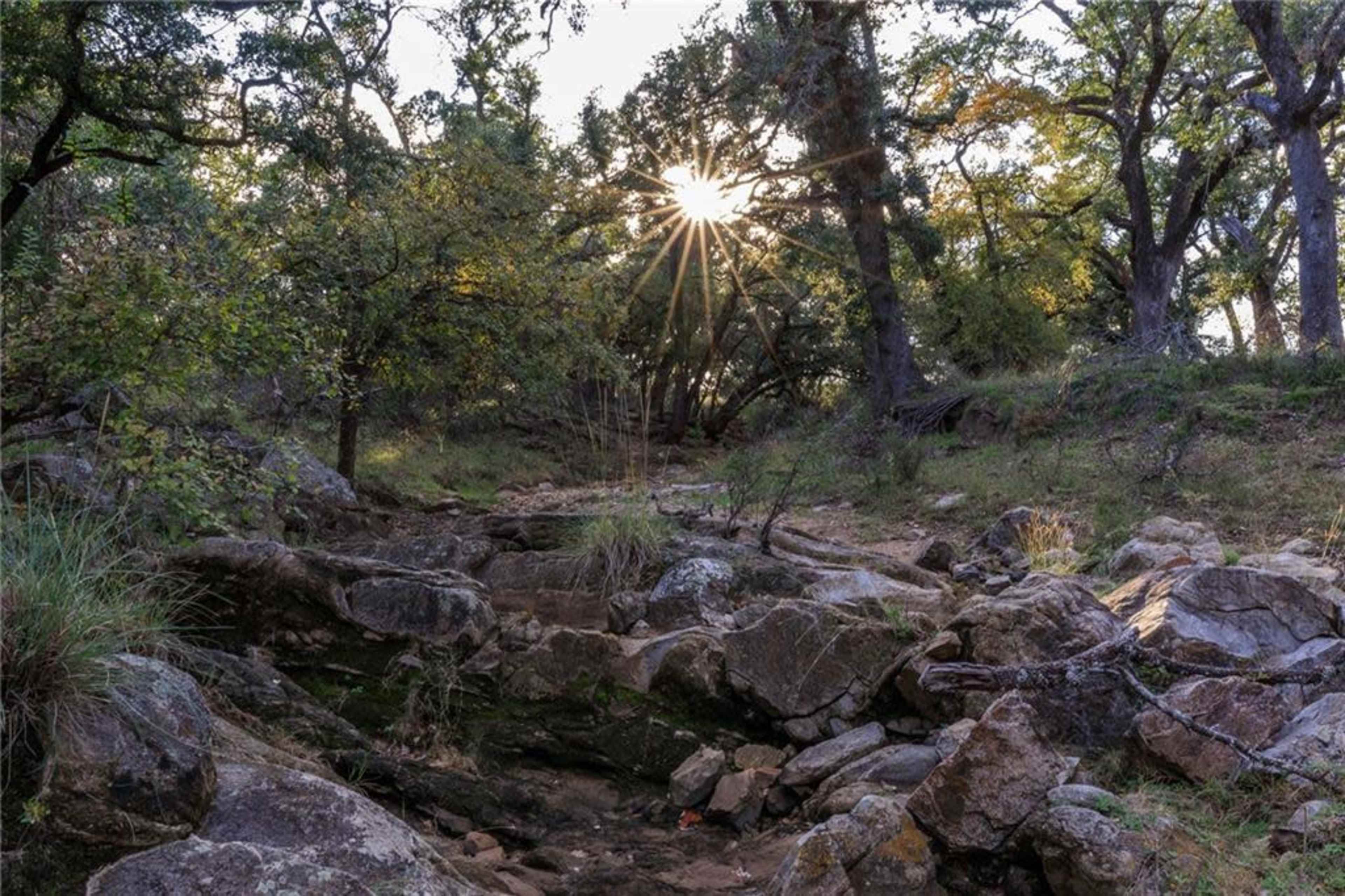 The sun is setting behind the trees in a rocky, wooded area.