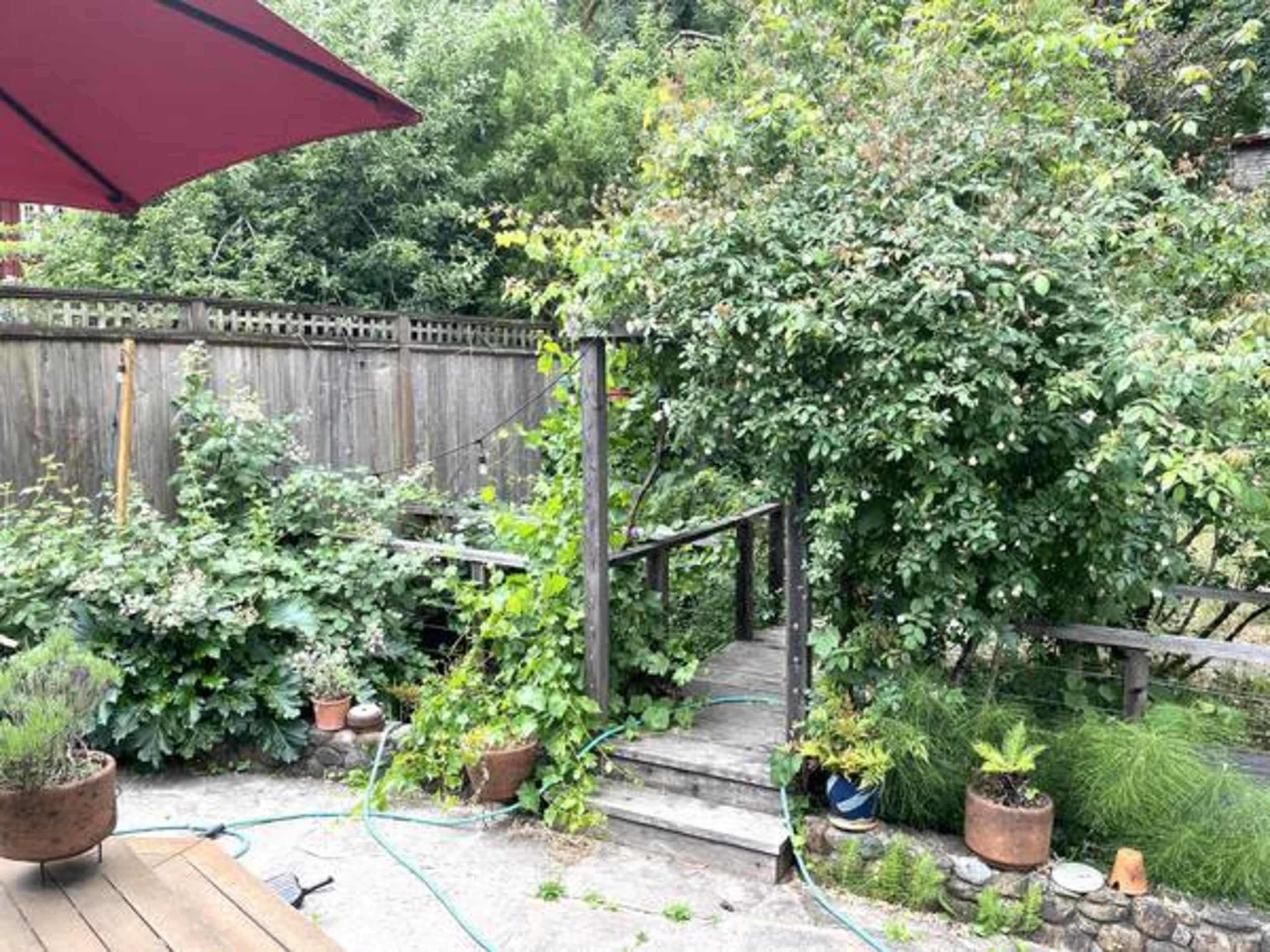A backyard with overgrown plants, a wooden walkway leading to a fenced area, and potted plants scattered around.