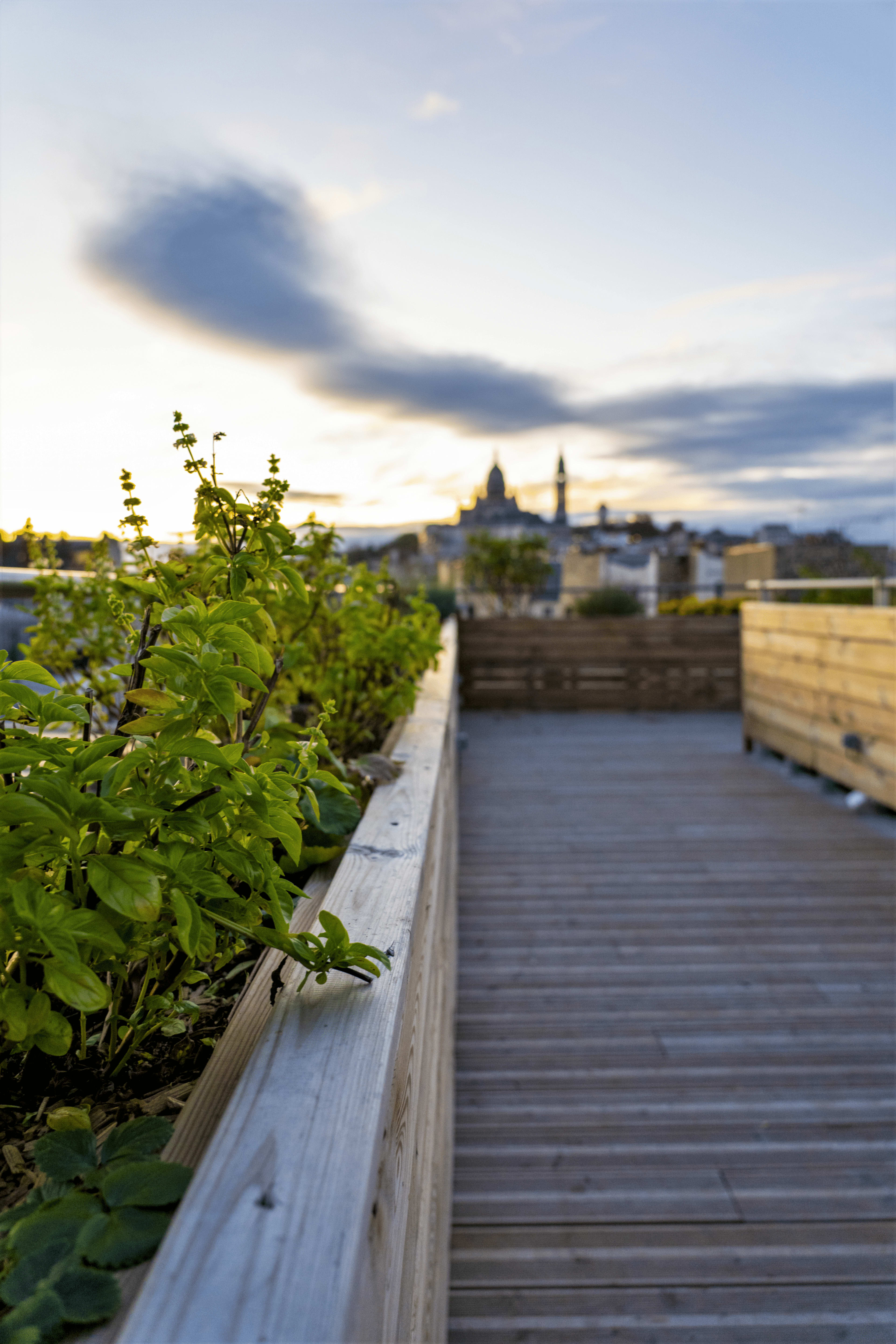 A wooden walkway lined with greenery leads toward a city skyline at sunset.