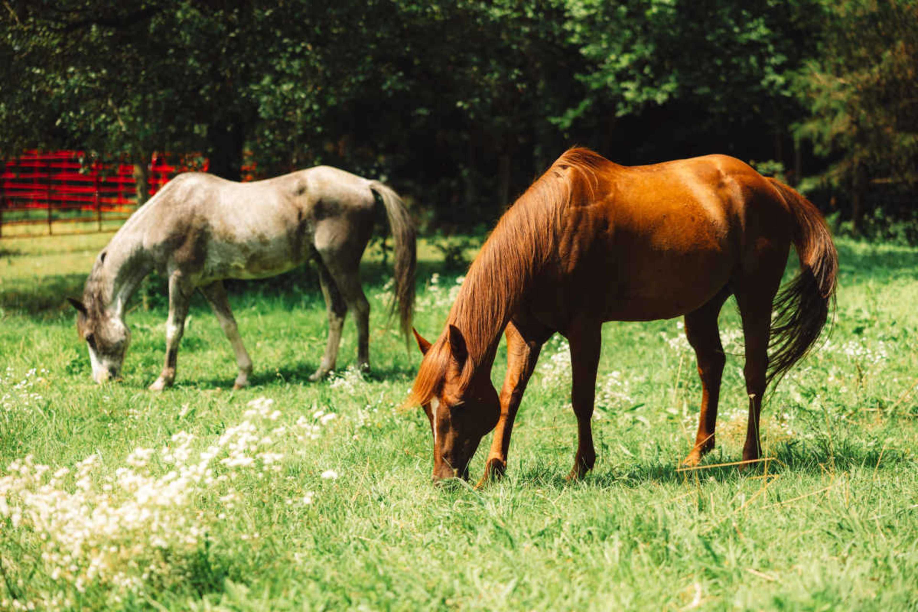 Two horses are grazing in a green field surrounded by trees.