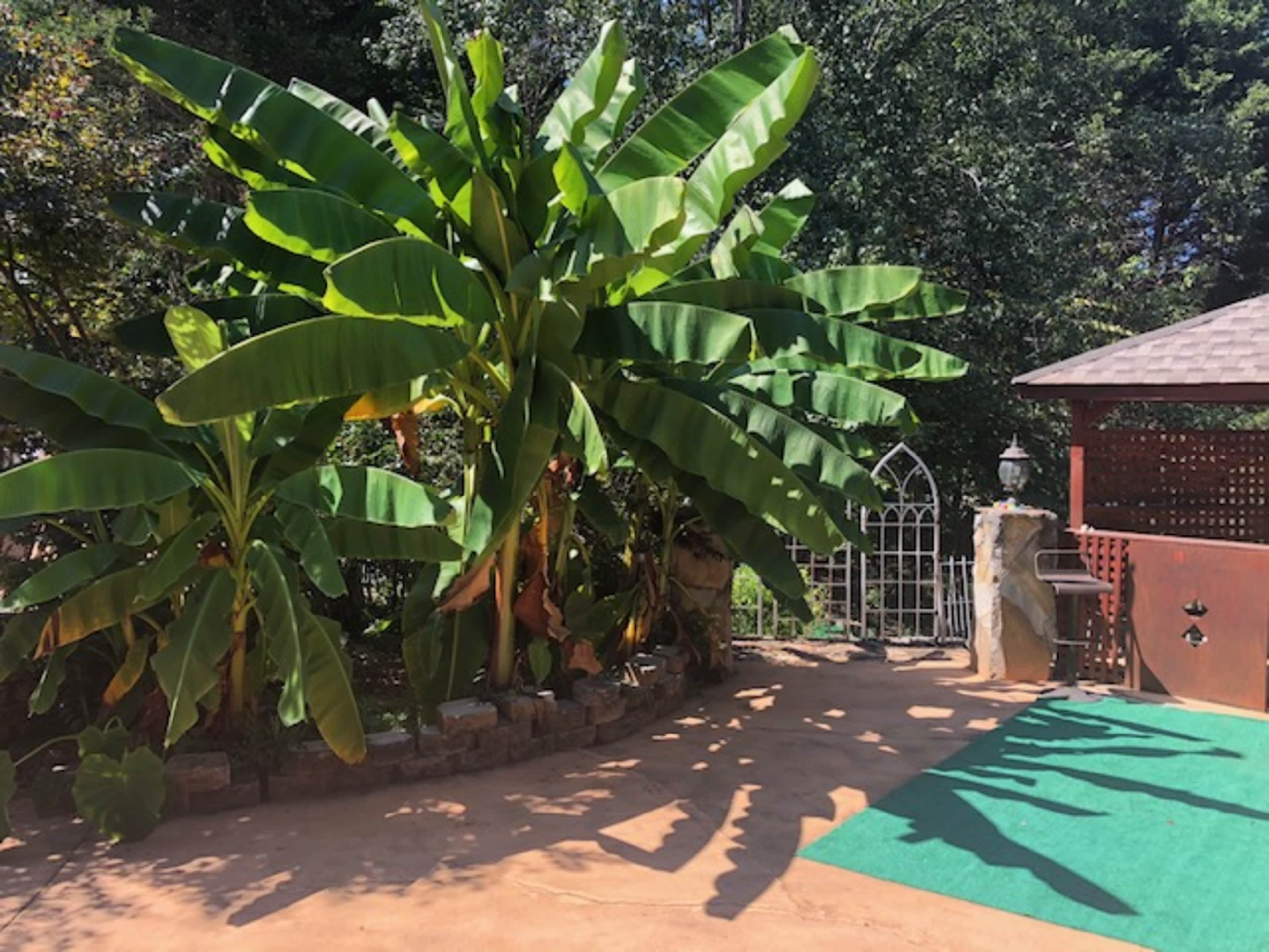 A tropical garden area with large banana plants and a stone pathway leading to an ornate gate.