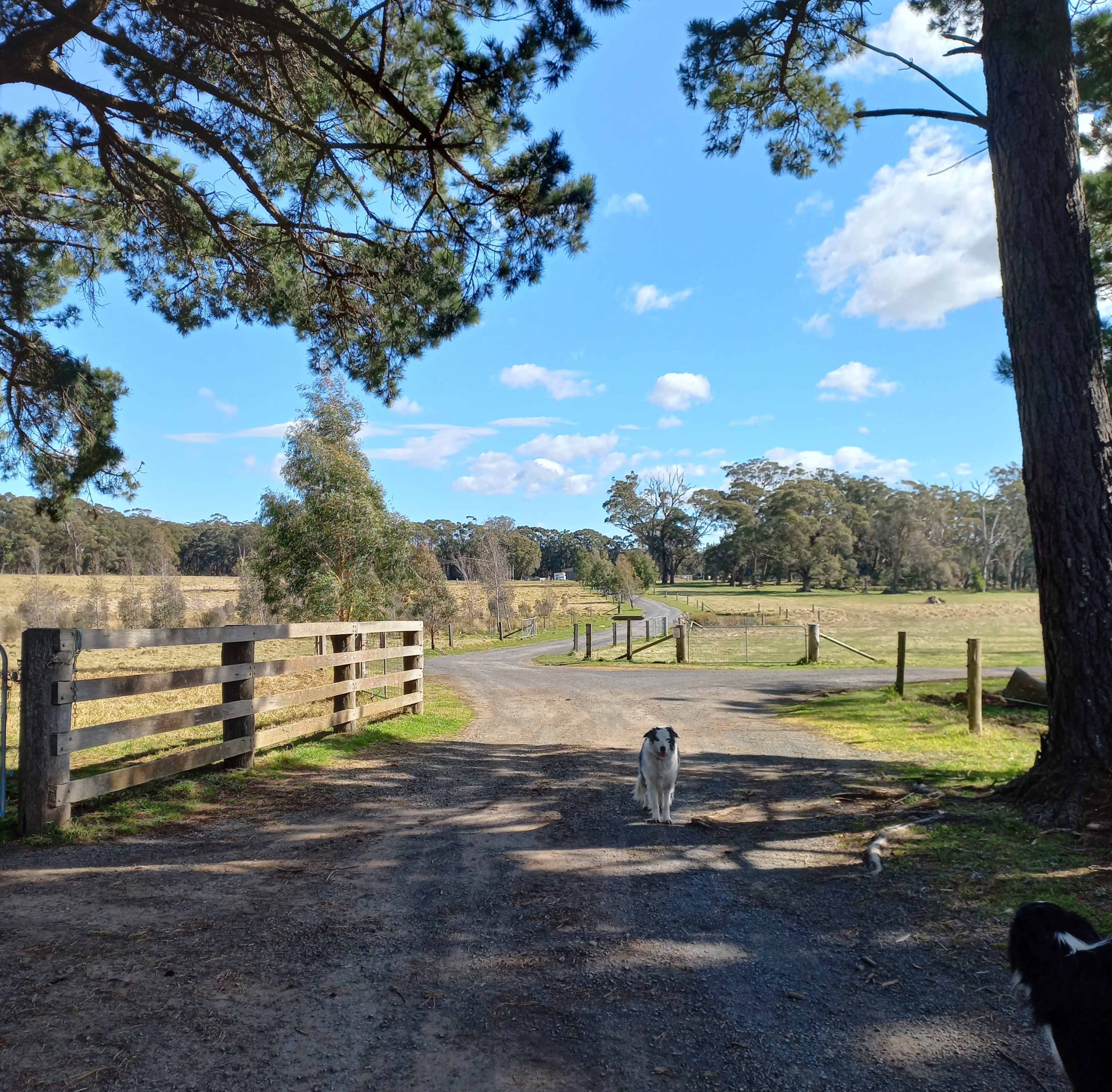 A dirt road leads through a field with a dog standing near a wooden gate under a clear blue sky.