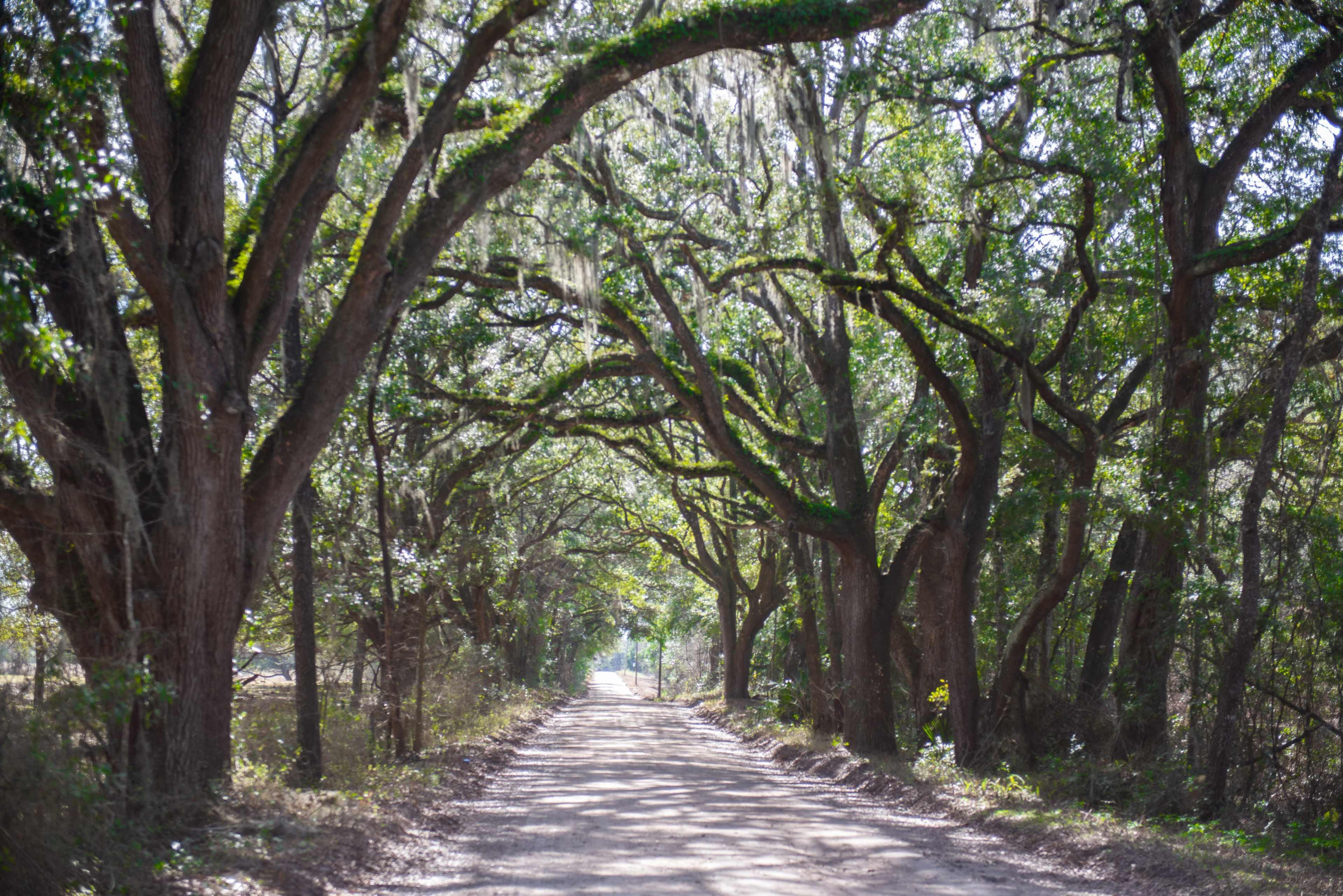A dirt road is flanked by large trees with moss-covered branches, creating a canopy overhead.