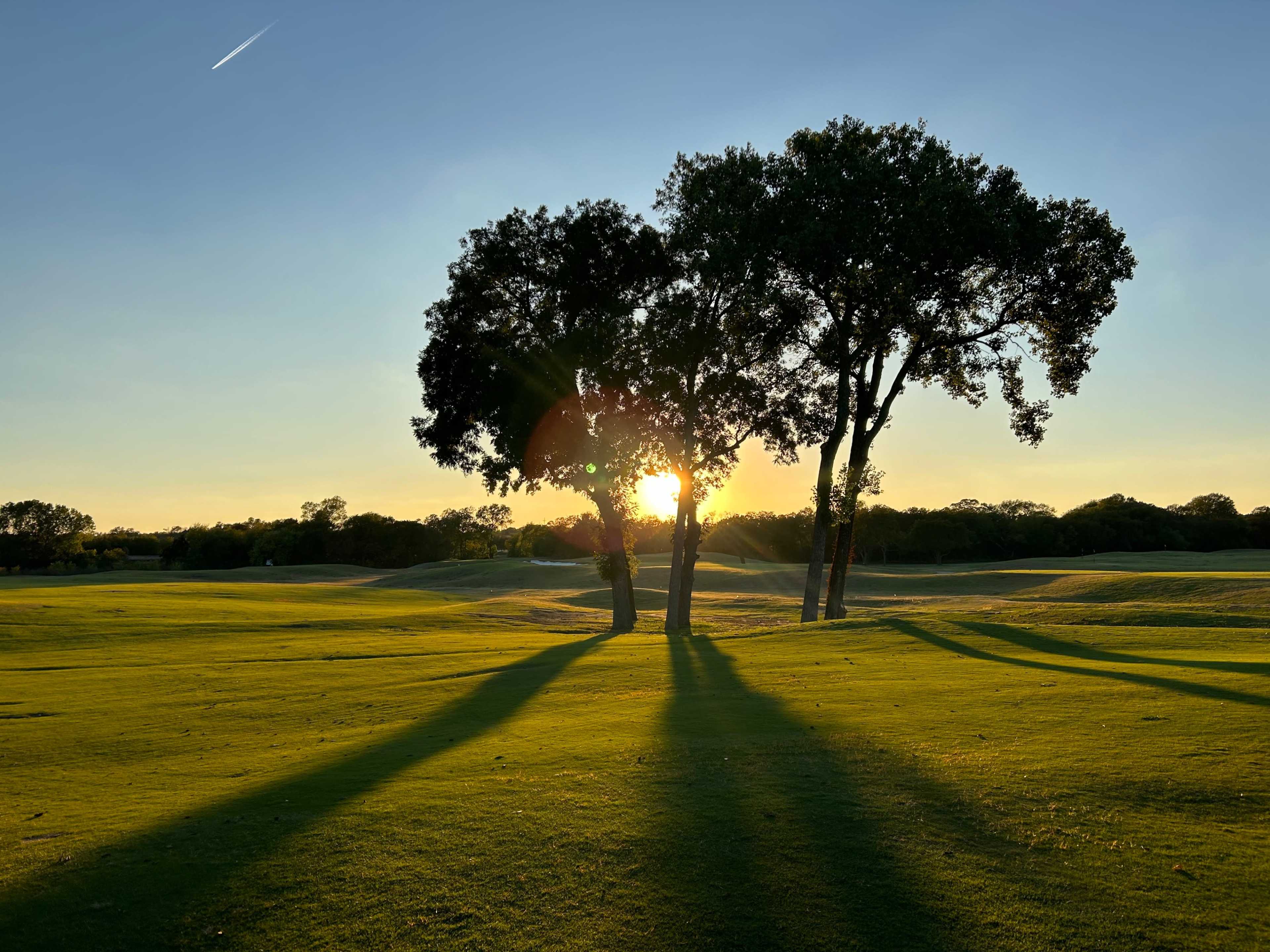 Three trees casting long shadows across a green golf course at sunset.