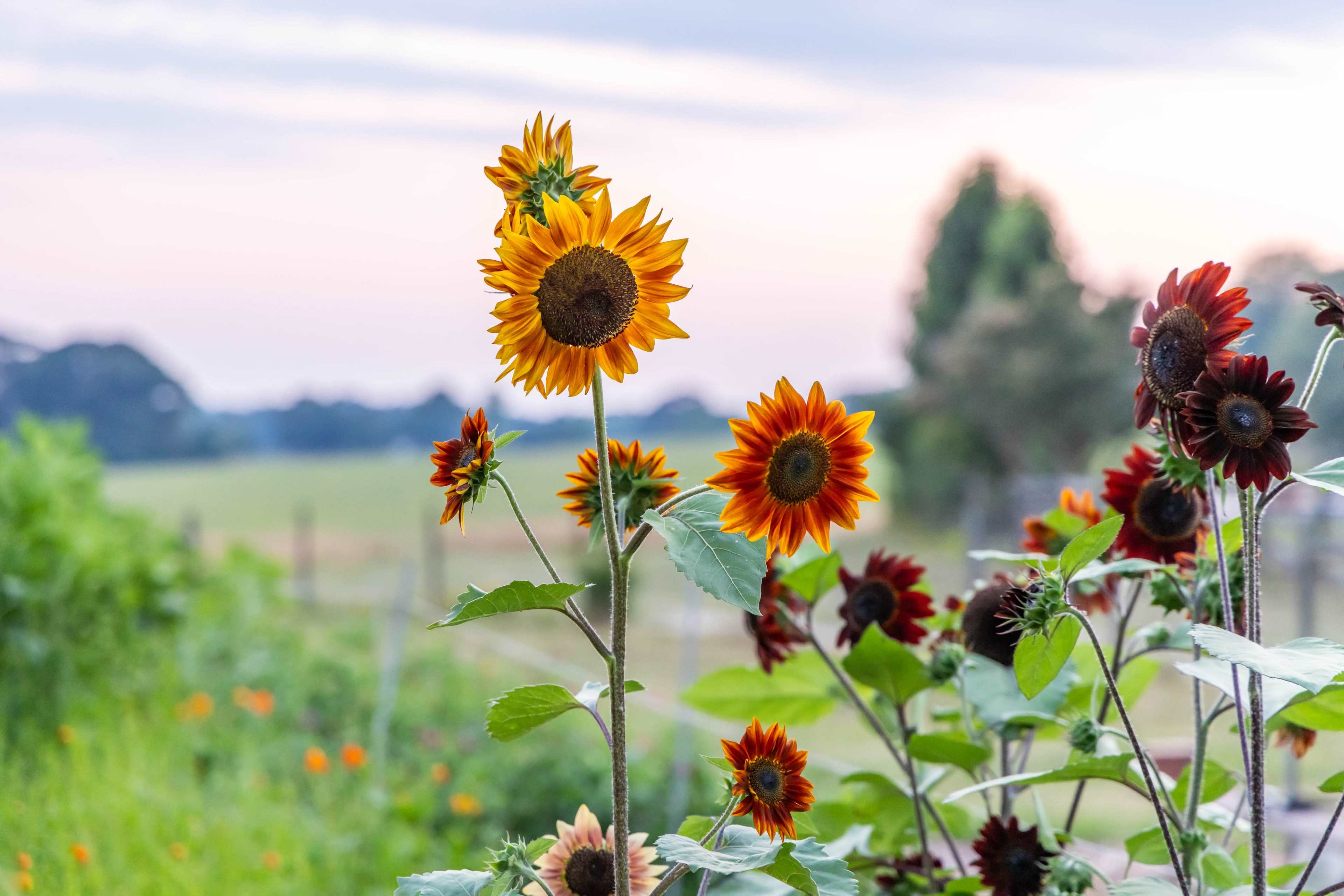 A cluster of sunflowers, including vibrant yellow and reddish-brown varieties, stands tall in a garden against a soft, pastel sky.