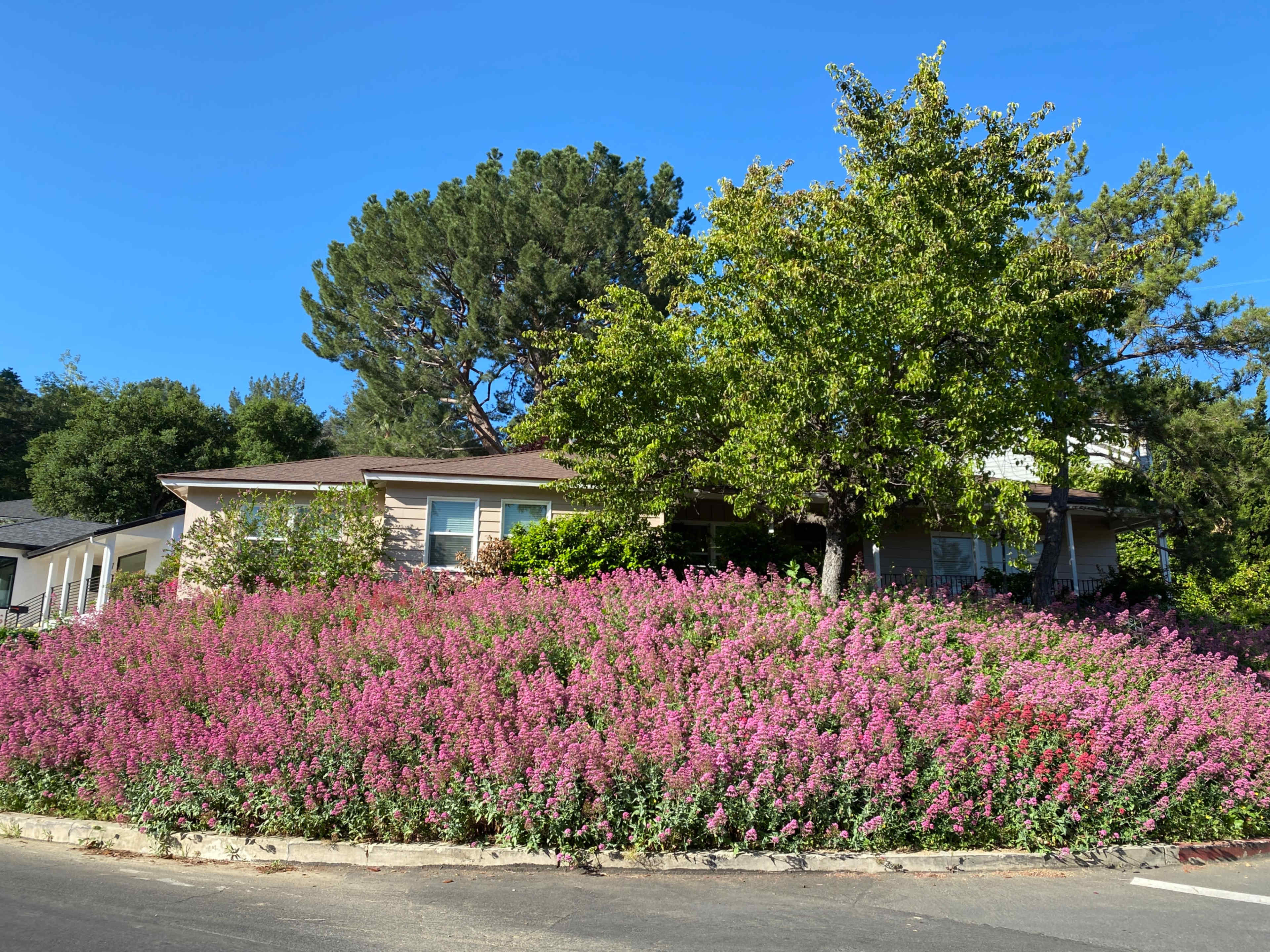 A house is surrounded by a large, blooming bed of pink flowers on a sunny day.