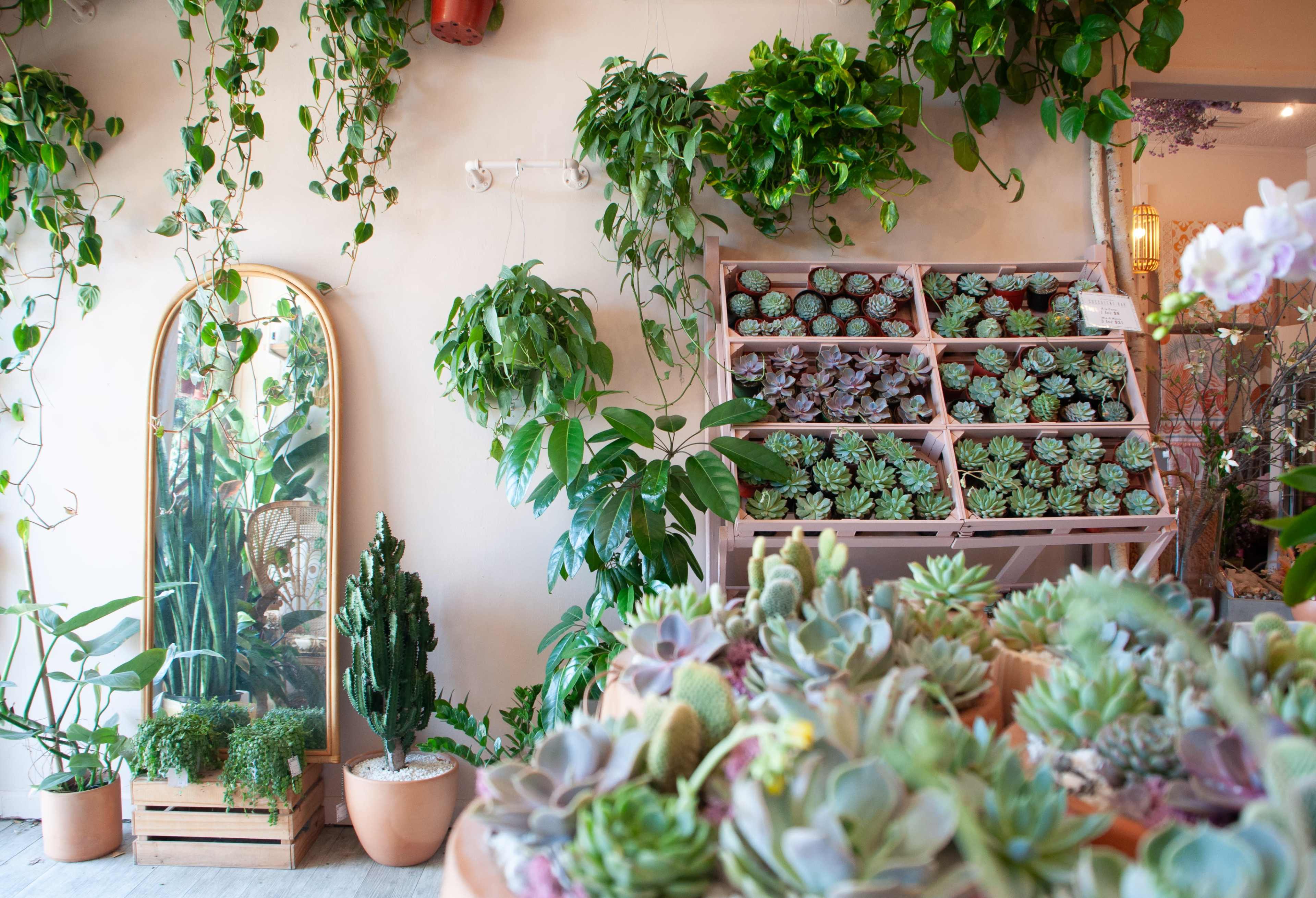 A plant shop with shelves of succulent plants, hanging greenery, and a mirror reflecting the interior.
