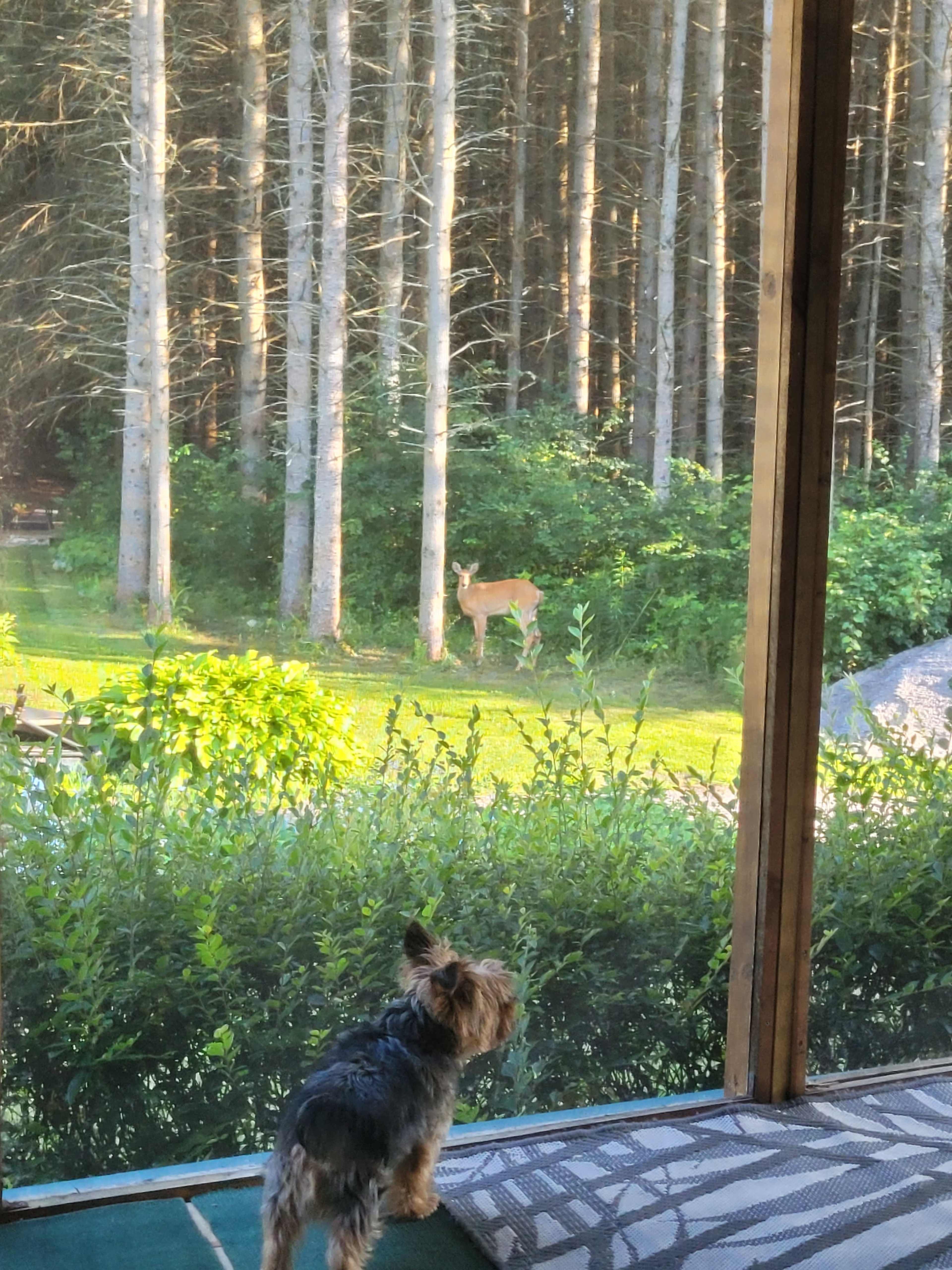 A small dog stands on a porch looking at a deer in a green yard surrounded by tall trees.