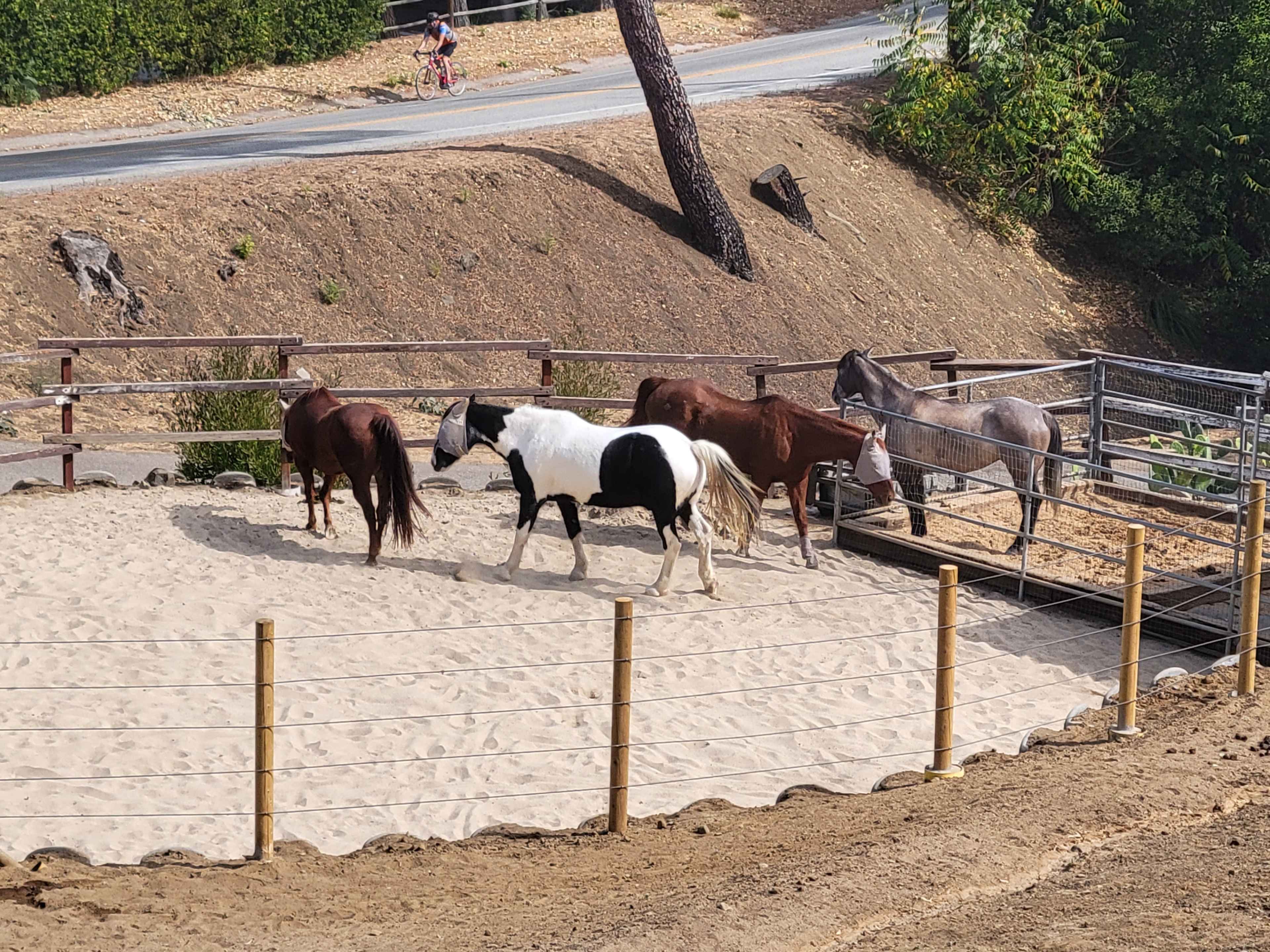 A group of horses stands in a fenced arena with sand, while a cyclist passes by on a road in the background.