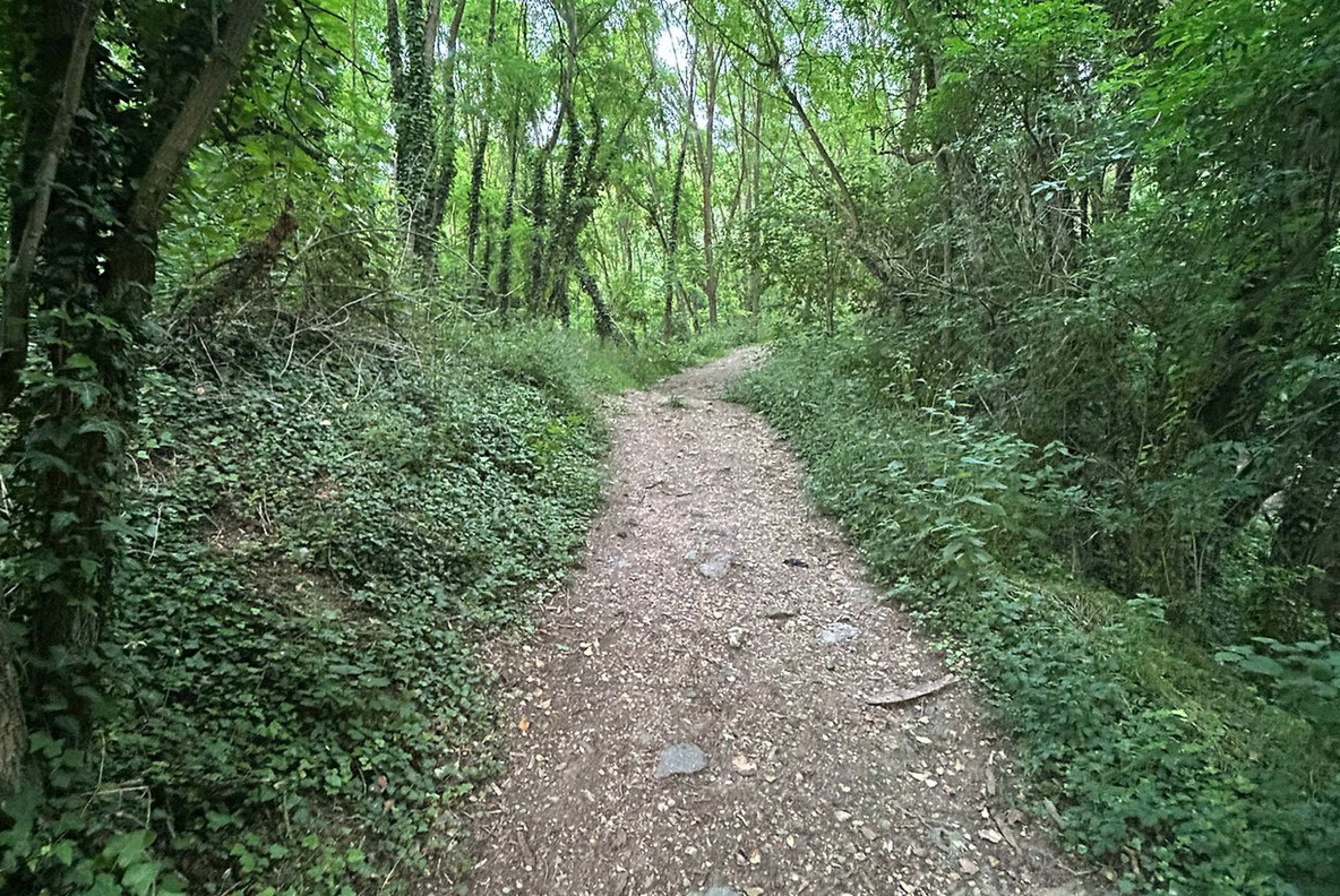 A narrow dirt path winds through a dense forest filled with green foliage and shrubs.