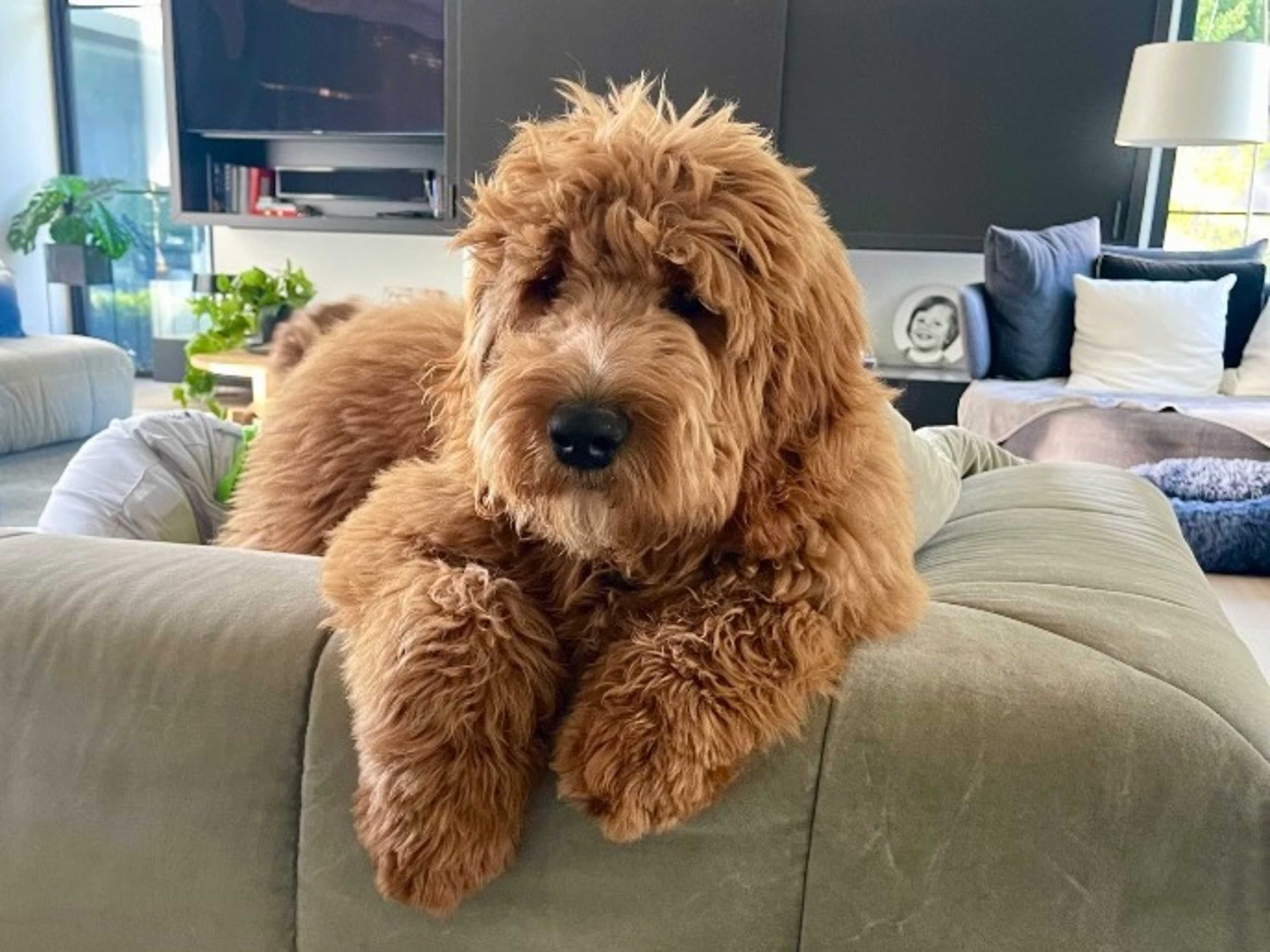 Standard Groodle Franke