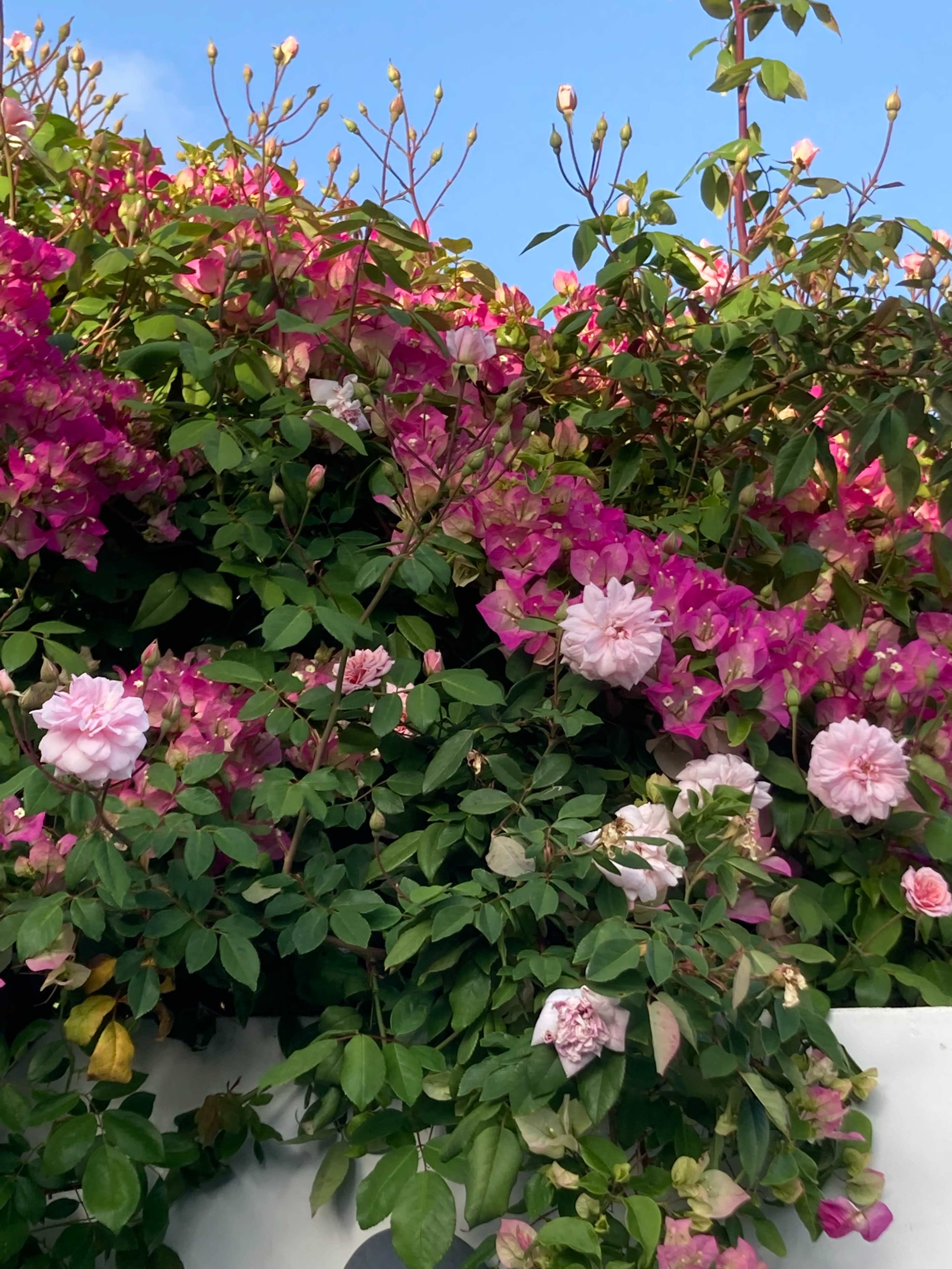 A vibrant display of pink roses and bougainvillea covers a wall under a clear blue sky.