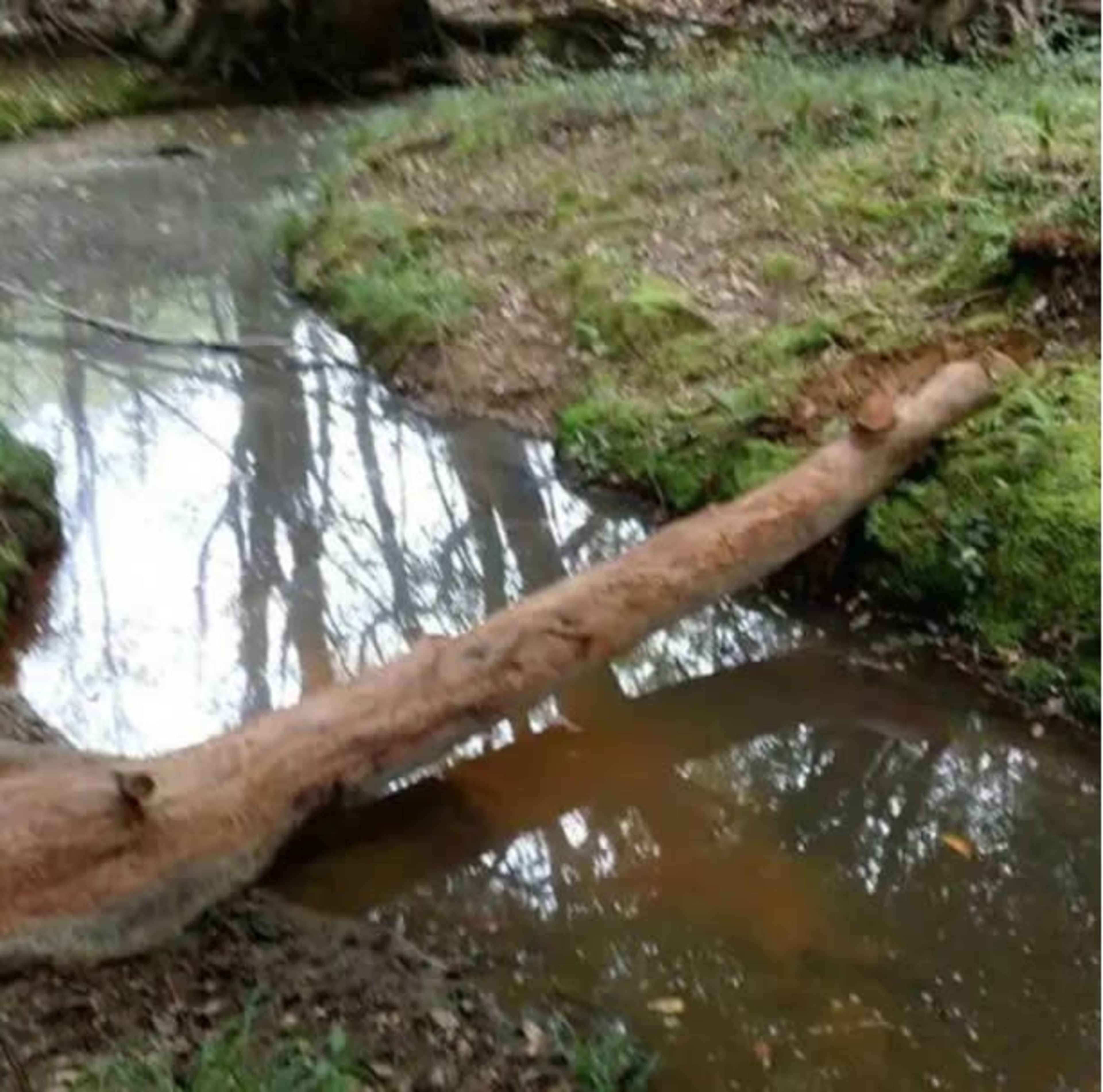A fallen log extends across a shallow, reflective stream surrounded by lush vegetation.