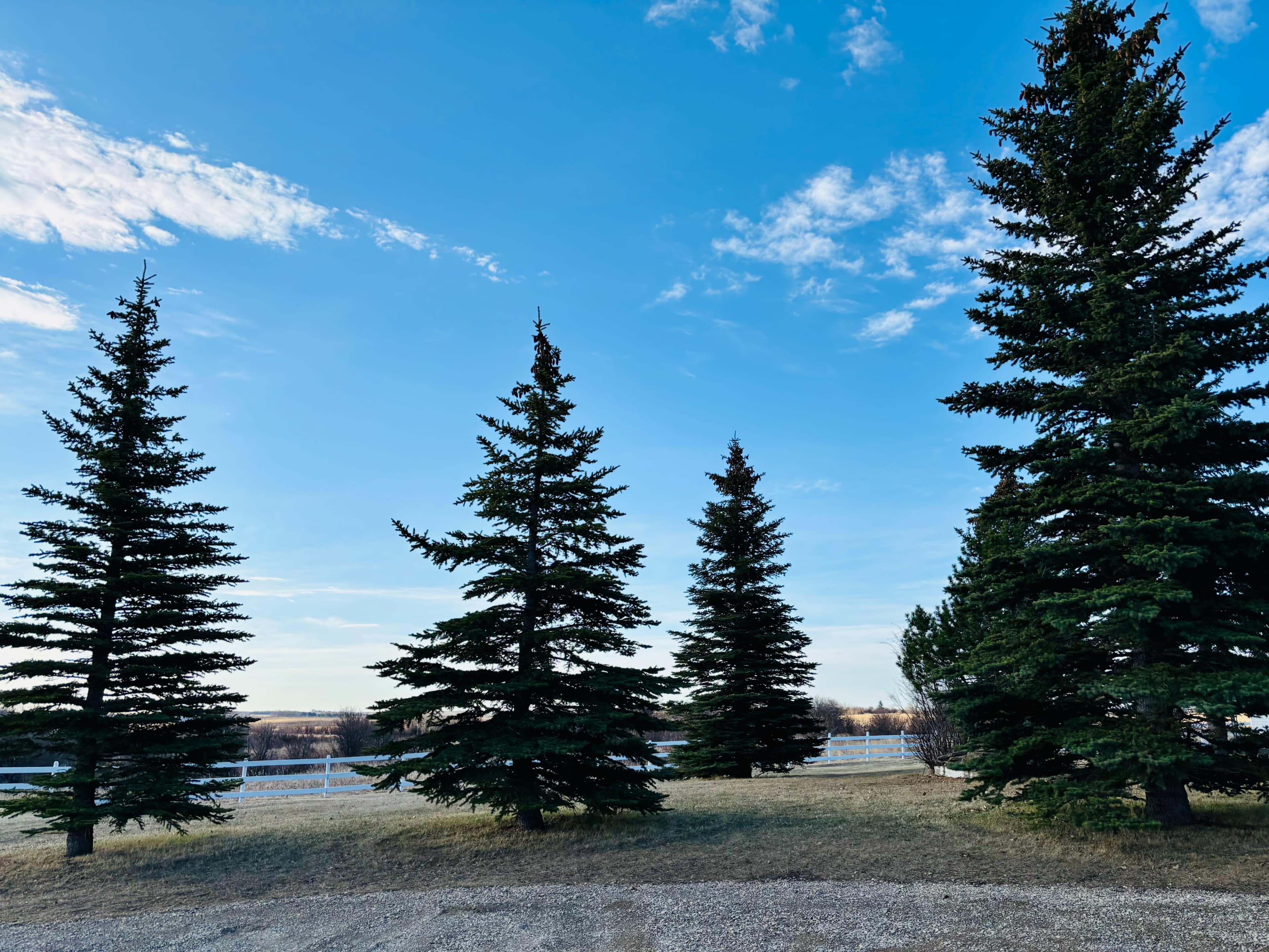The image shows a group of tall evergreen trees against a clear blue sky, with a grassy area and a fence in the background.