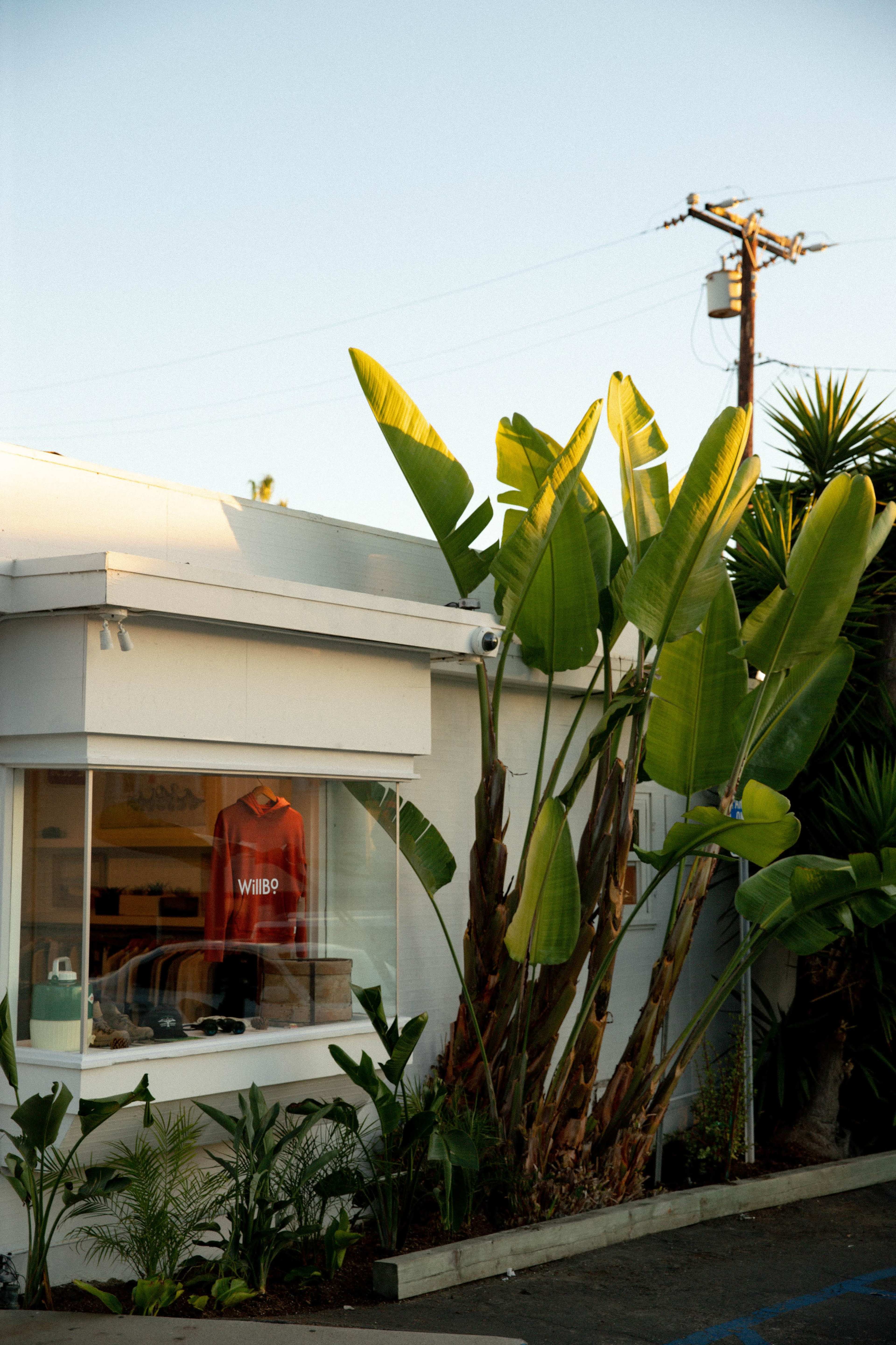 A storefront features a red sweatshirt displayed in a window, surrounded by tall tropical plants under a clear blue sky.