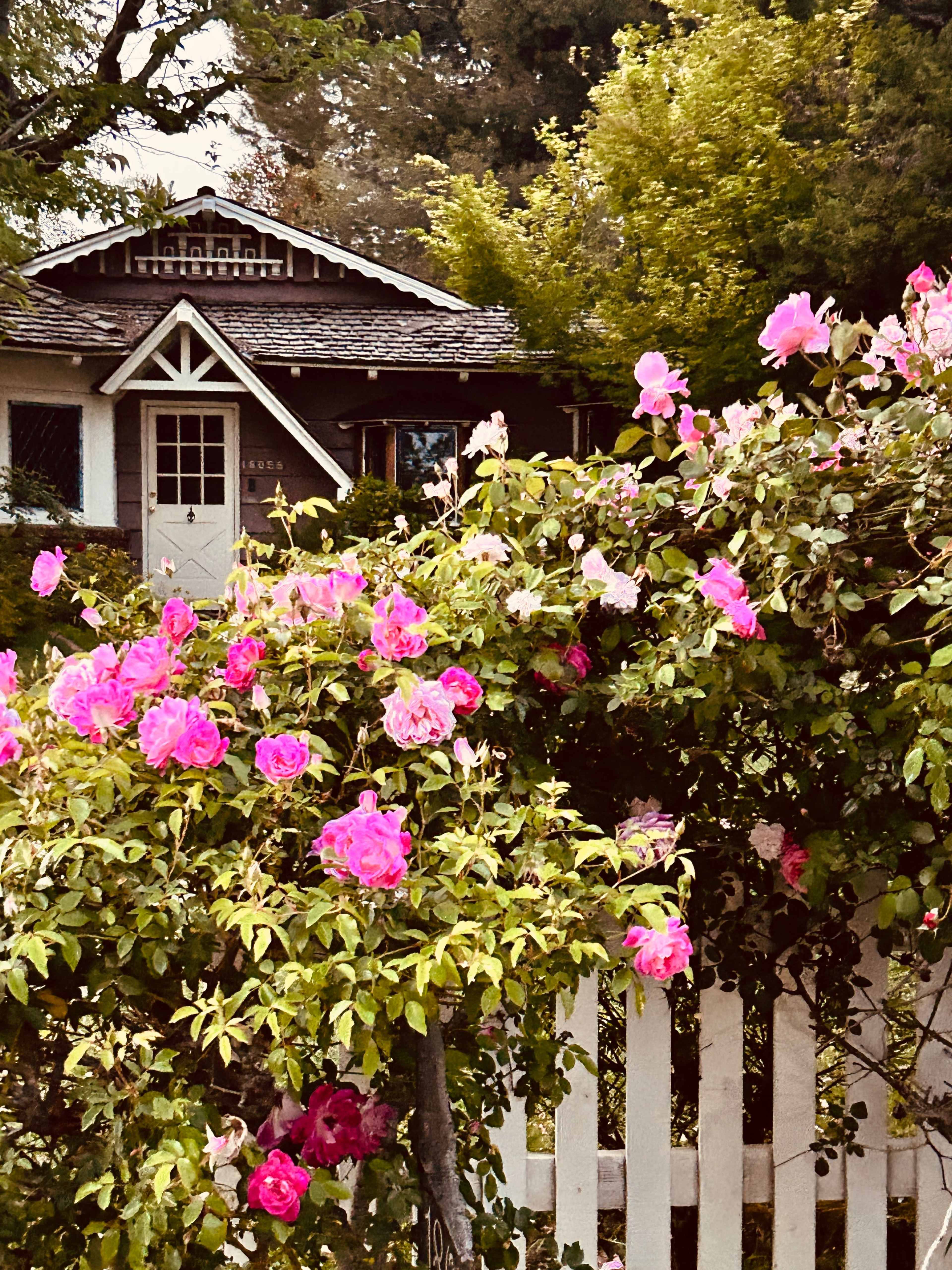 A white picket fence surrounds a house with a dark facade, while pink roses bloom abundantly in the foreground.