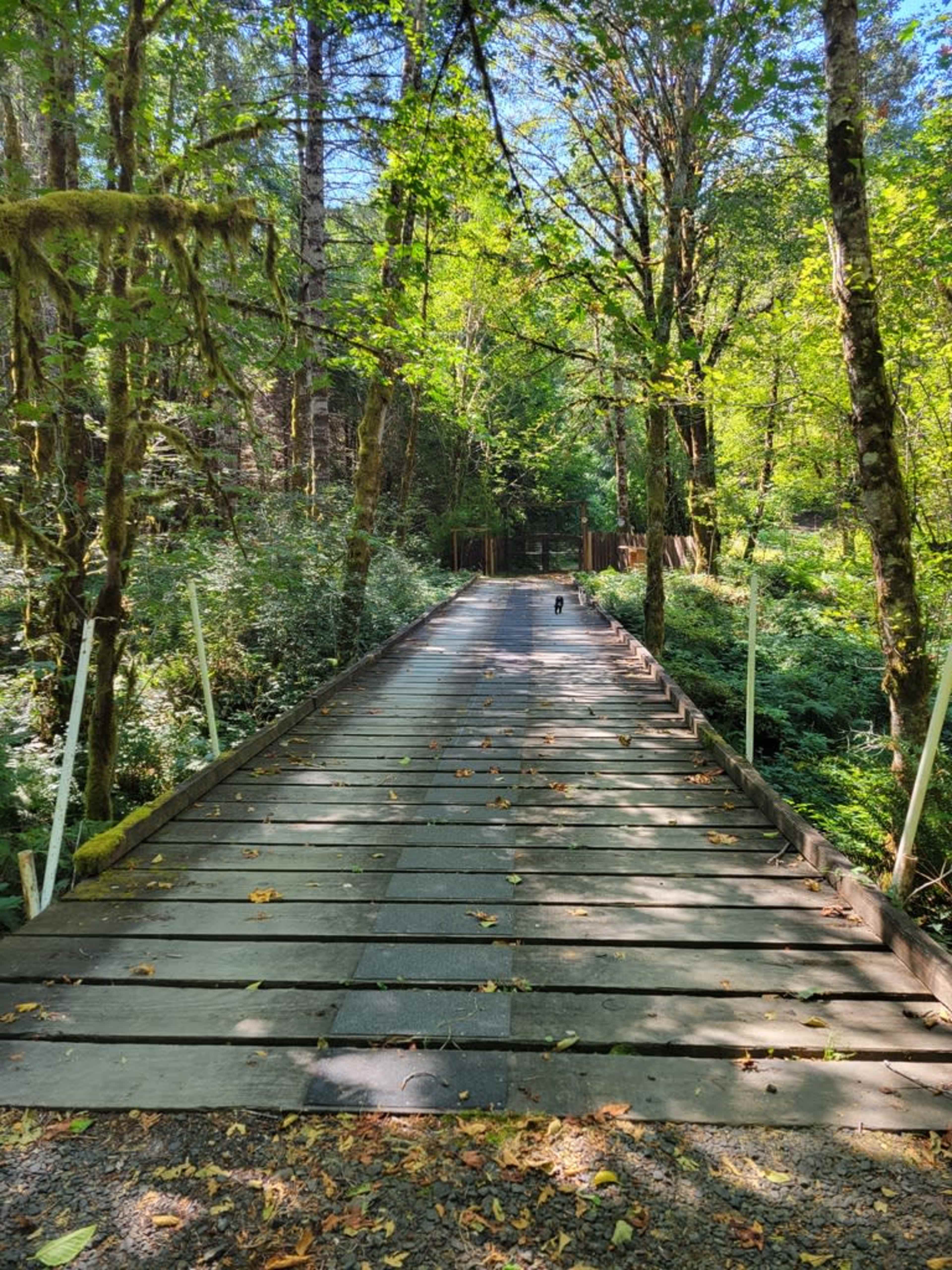 A wooden bridge leads into a forested area with trees and foliage on either side.