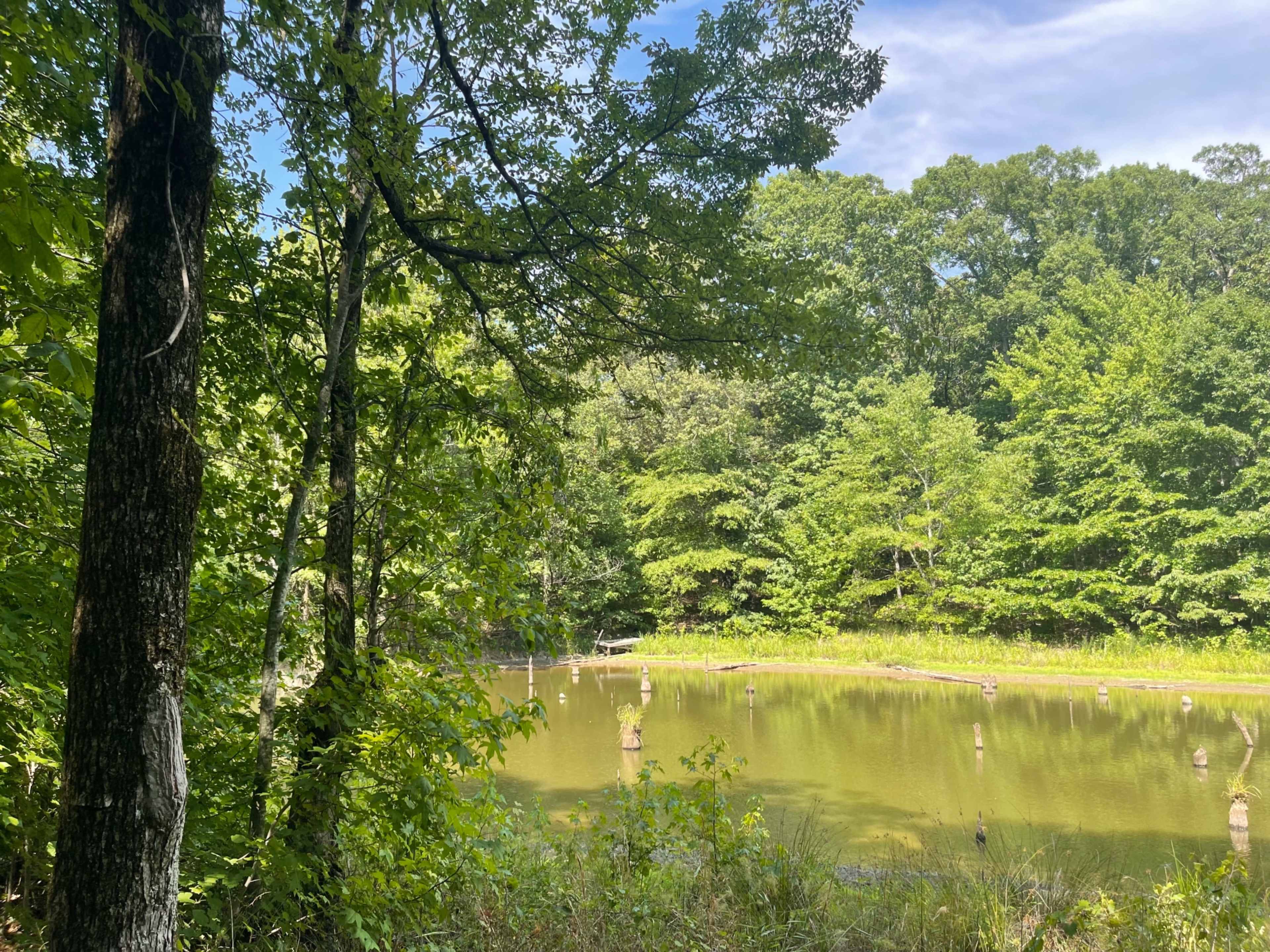 A calm pond is surrounded by dense greenery and trees under a clear blue sky.