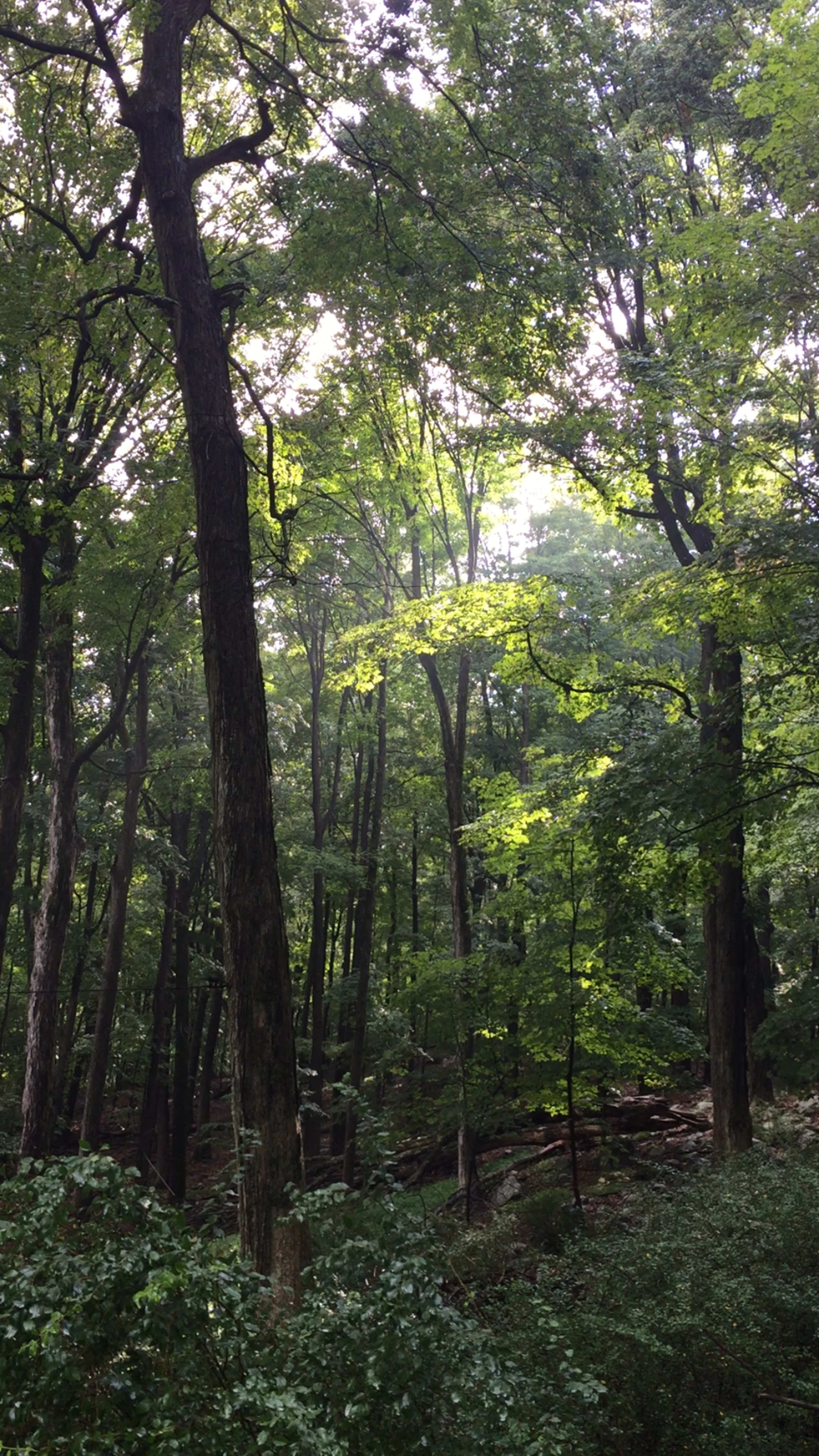 A dense forest filled with tall green trees and sunlight filtering through the leaves.