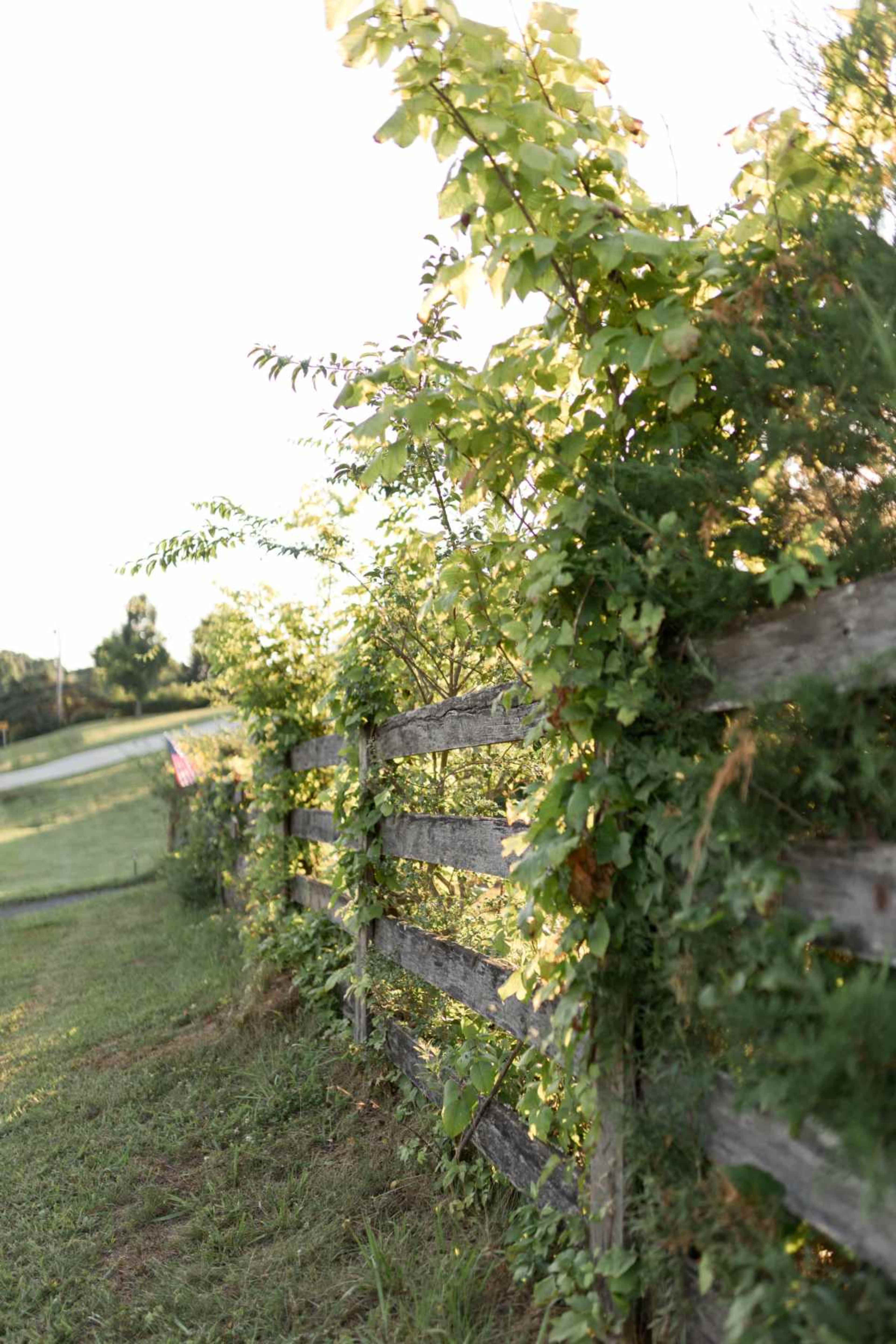 A weathered wooden fence is overgrown with green vines and surrounded by grassy land.