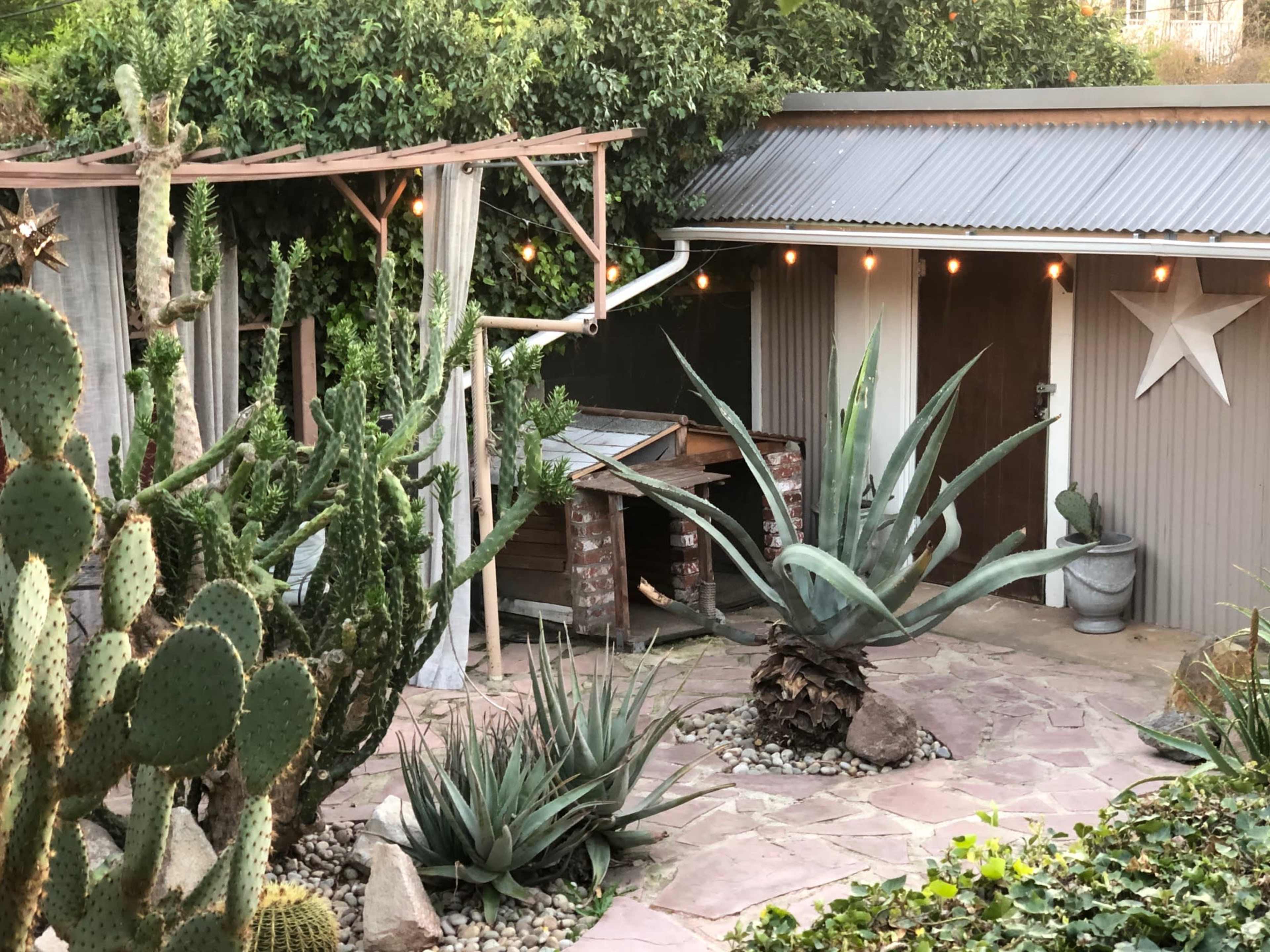 A landscaped outdoor space featuring various cacti and agave plants, with a shed and string lights in the background.