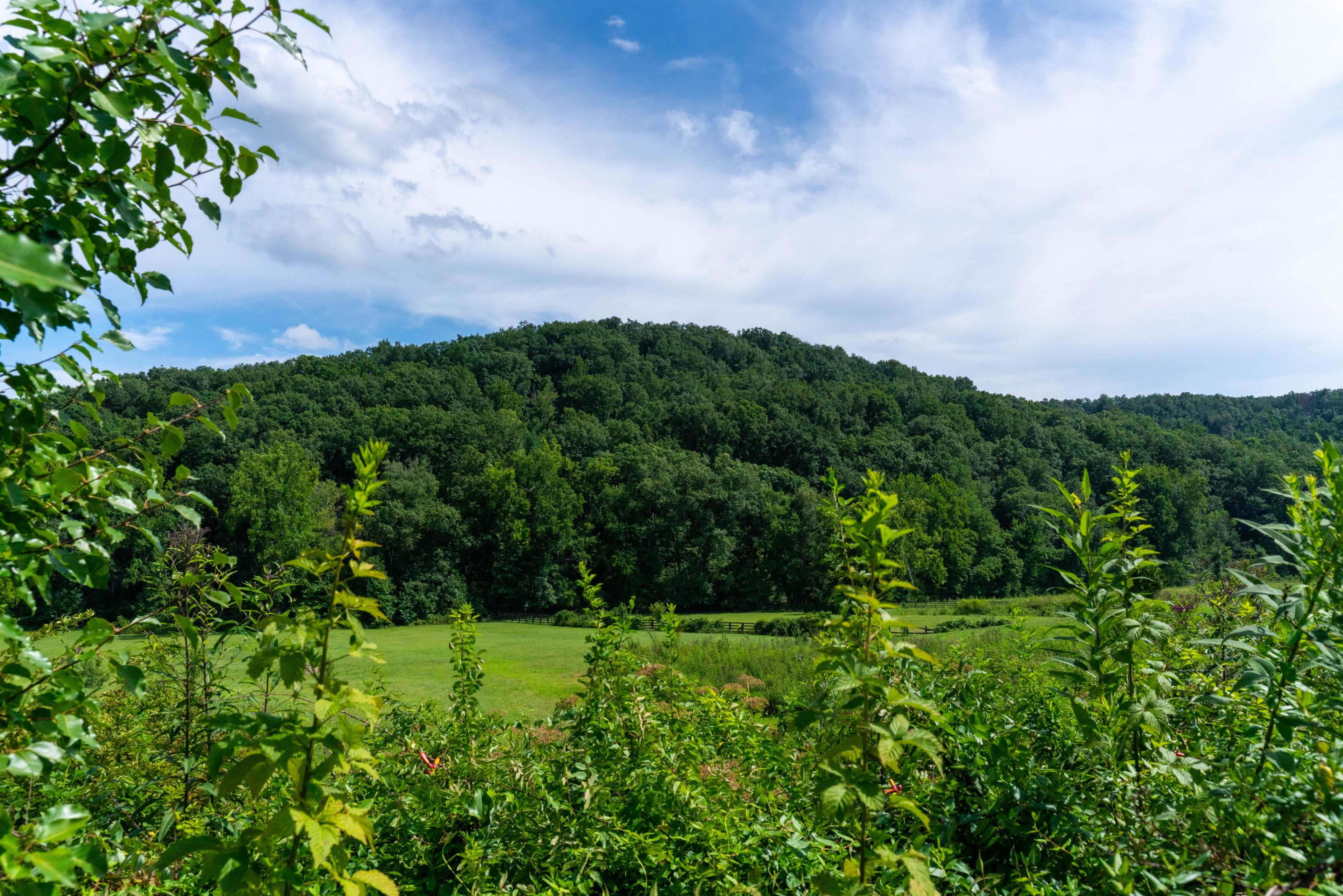 A lush green hillside rises under a partly cloudy sky, framed by vegetation in the foreground.