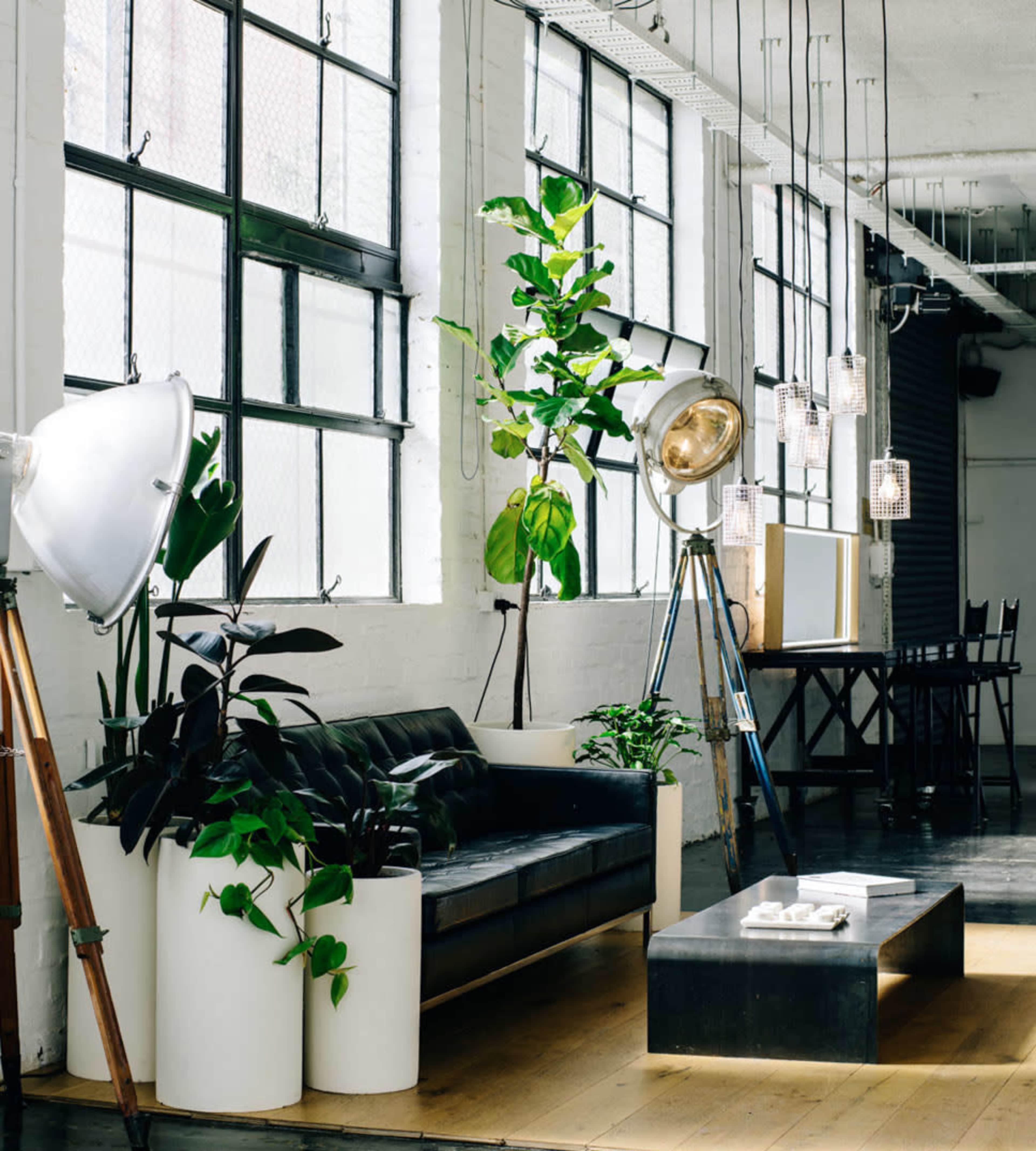 The image shows a spacious, modern interior featuring a black sofa, several potted plants, and unique lighting fixtures in a room with large windows.