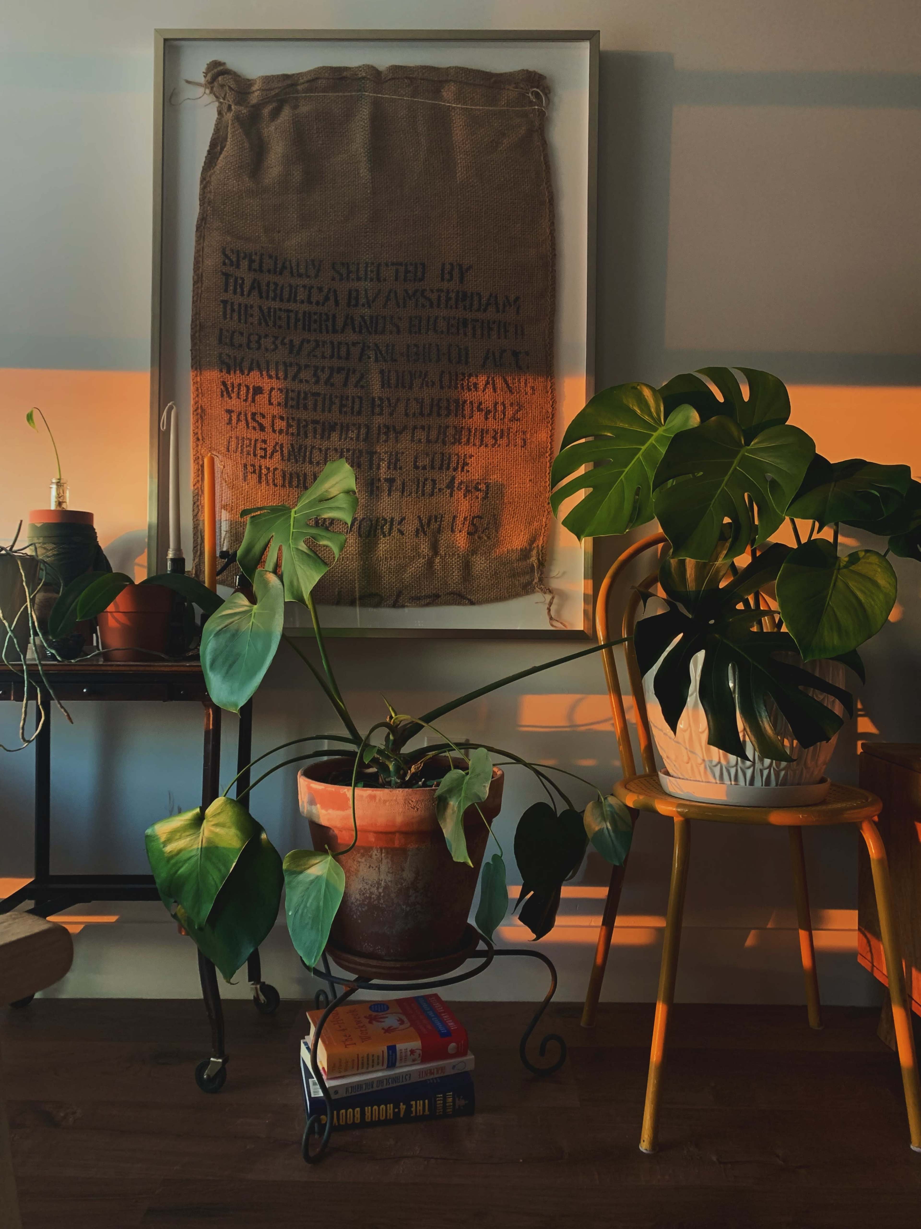 A burlap wall hanging with text is framed above a chair and two potted plants, with sunlight casting shadows across a wooden floor.