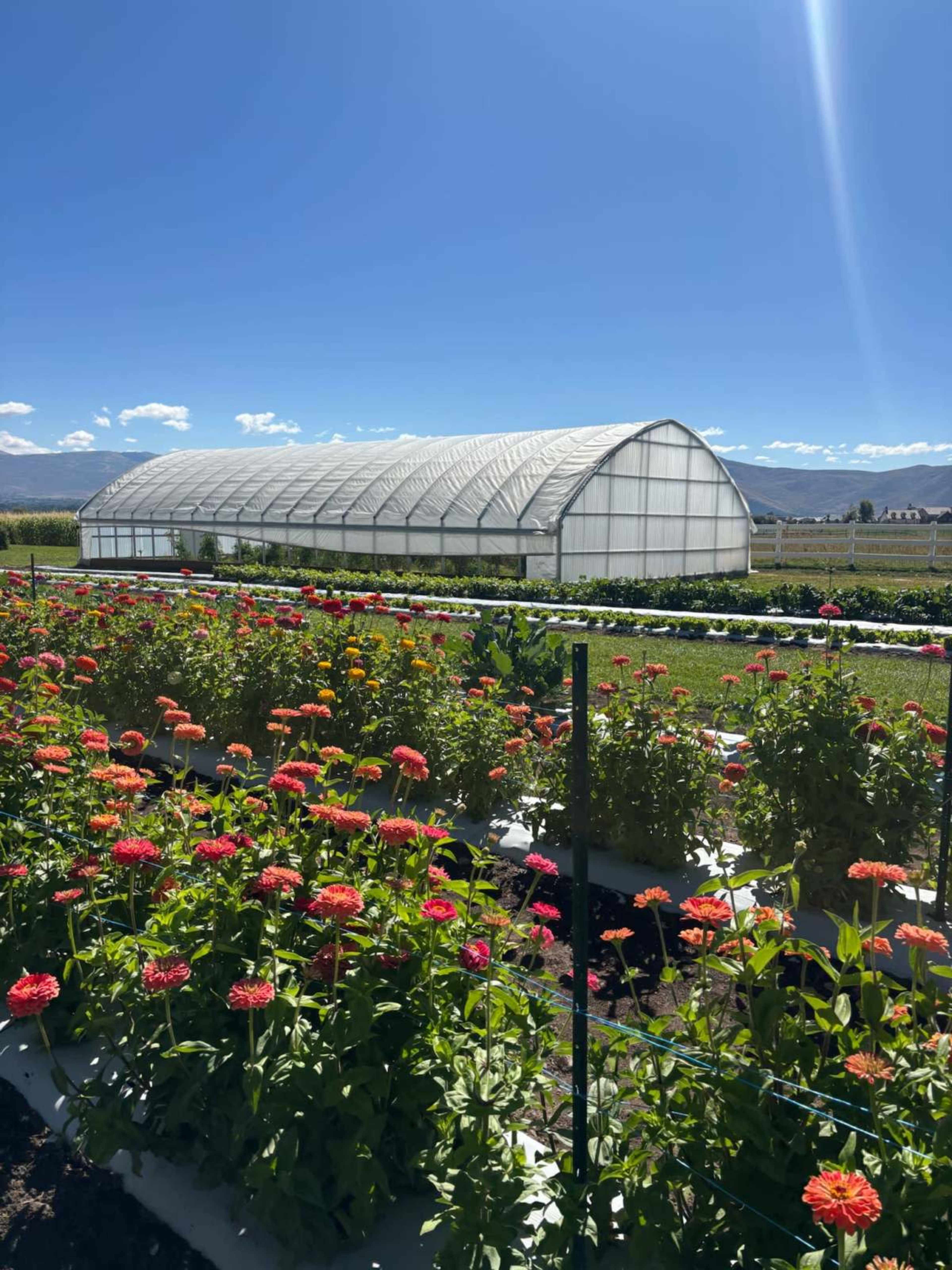A large greenhouse stands behind vibrant flower beds filled with colorful blooms in a sunny agricultural landscape.