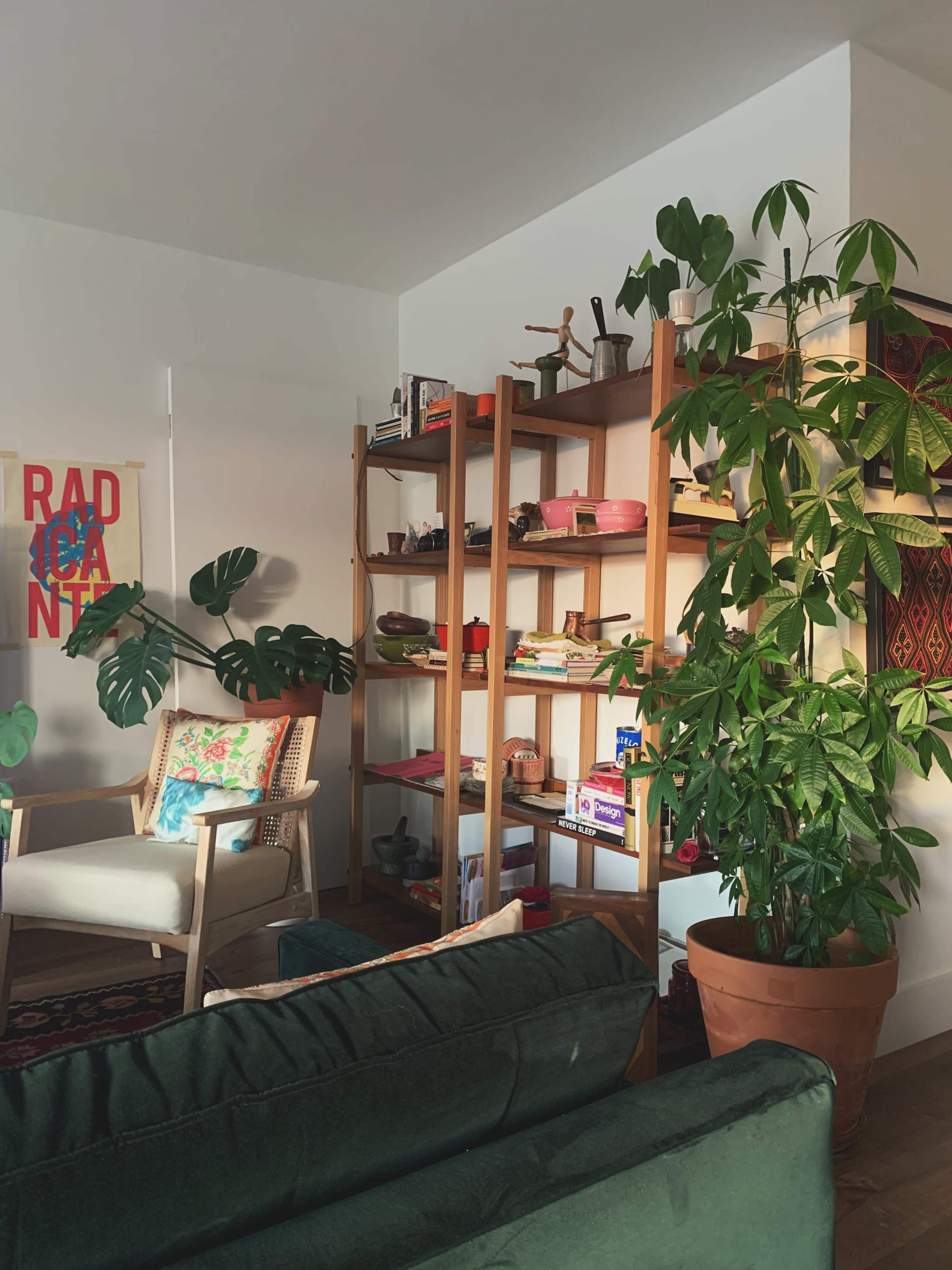 The image shows a cozy living area featuring a green sofa, a wooden bookshelf filled with various items, and a large potted plant in the corner.