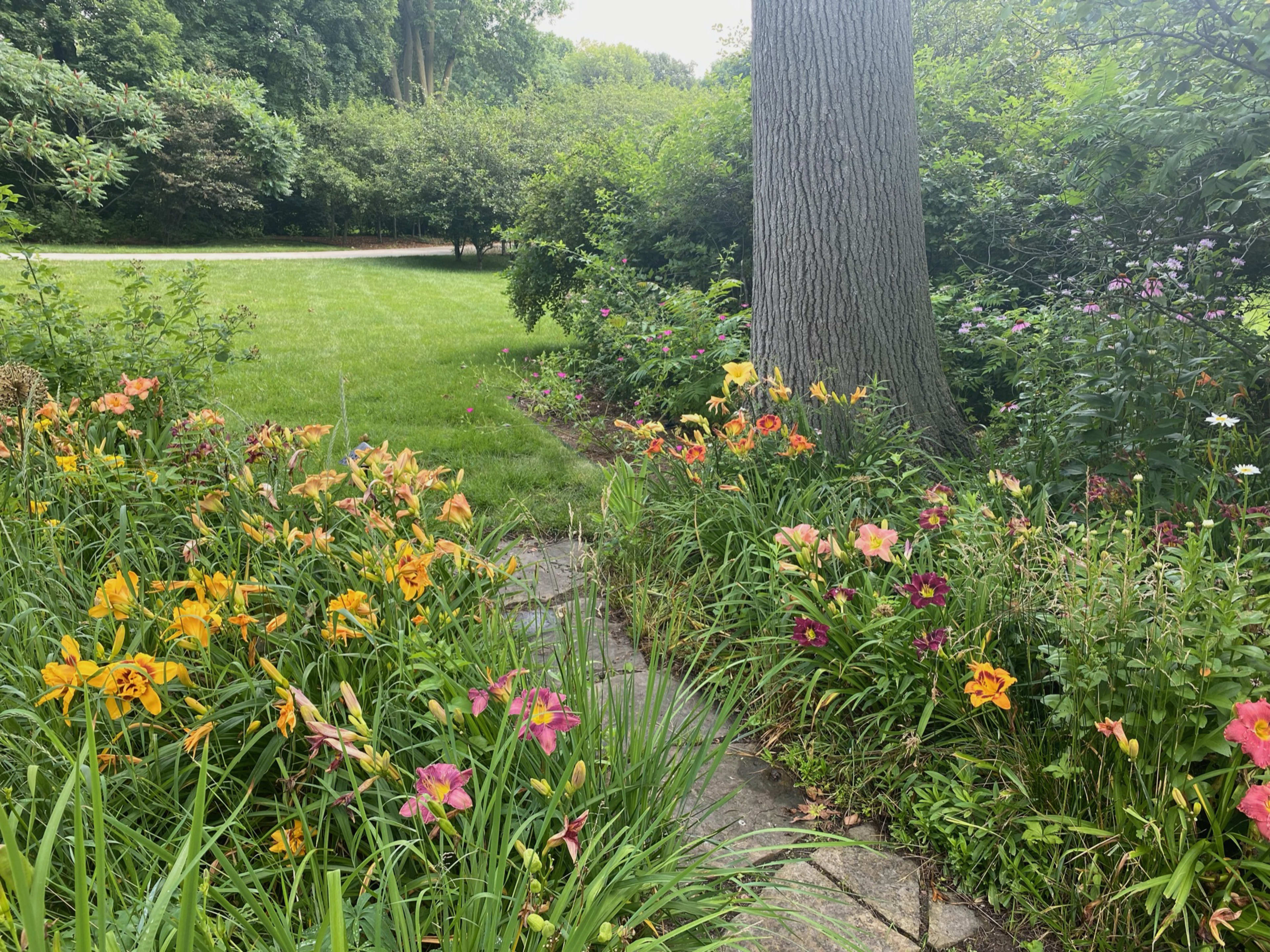 A stone pathway is lined with colorful daylilies leading into a grassy area surrounded by trees and shrubs.
