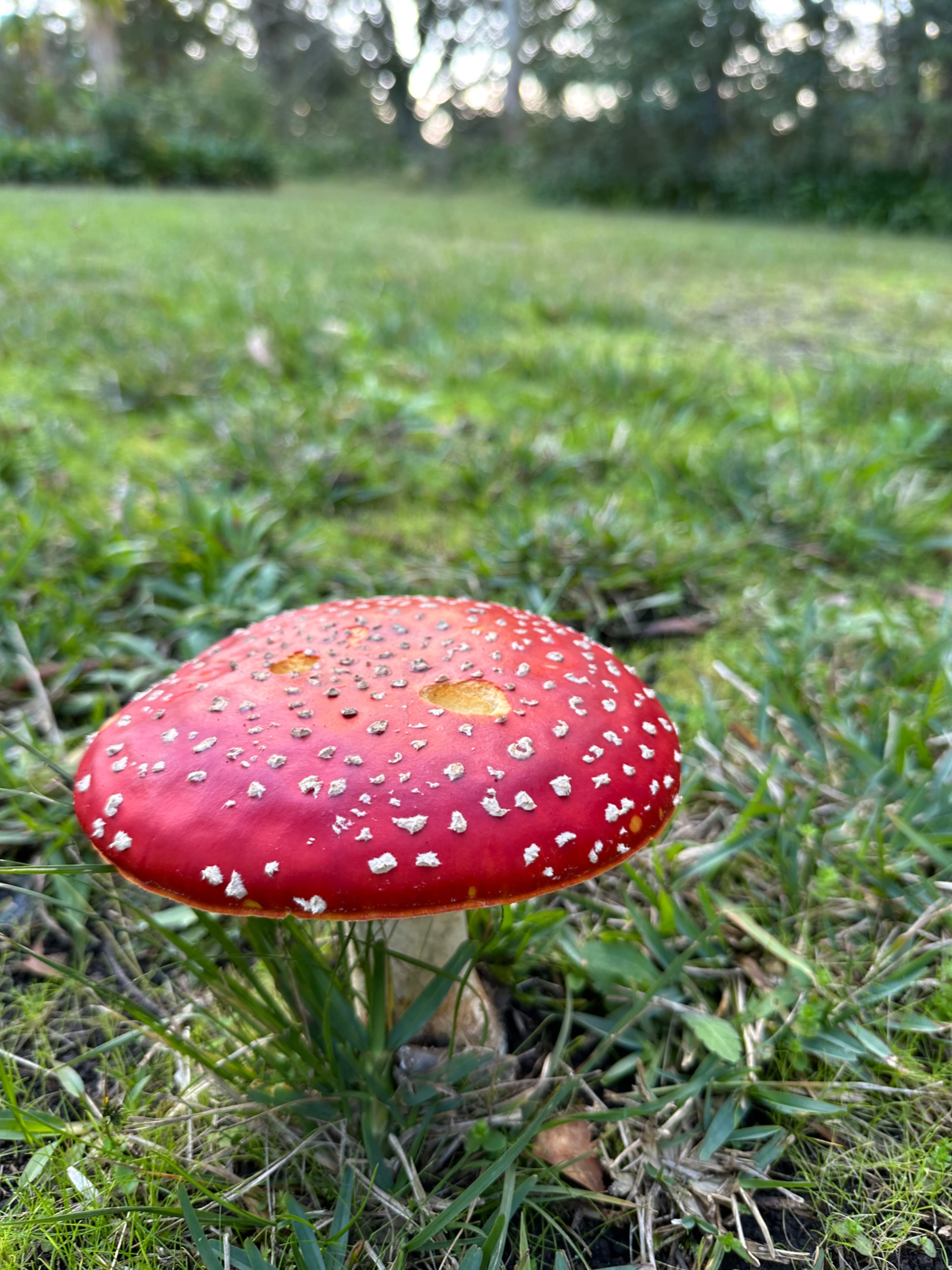 Spacious Country-Style Home in Leafy Dural Image in Dural, Dural, NSW