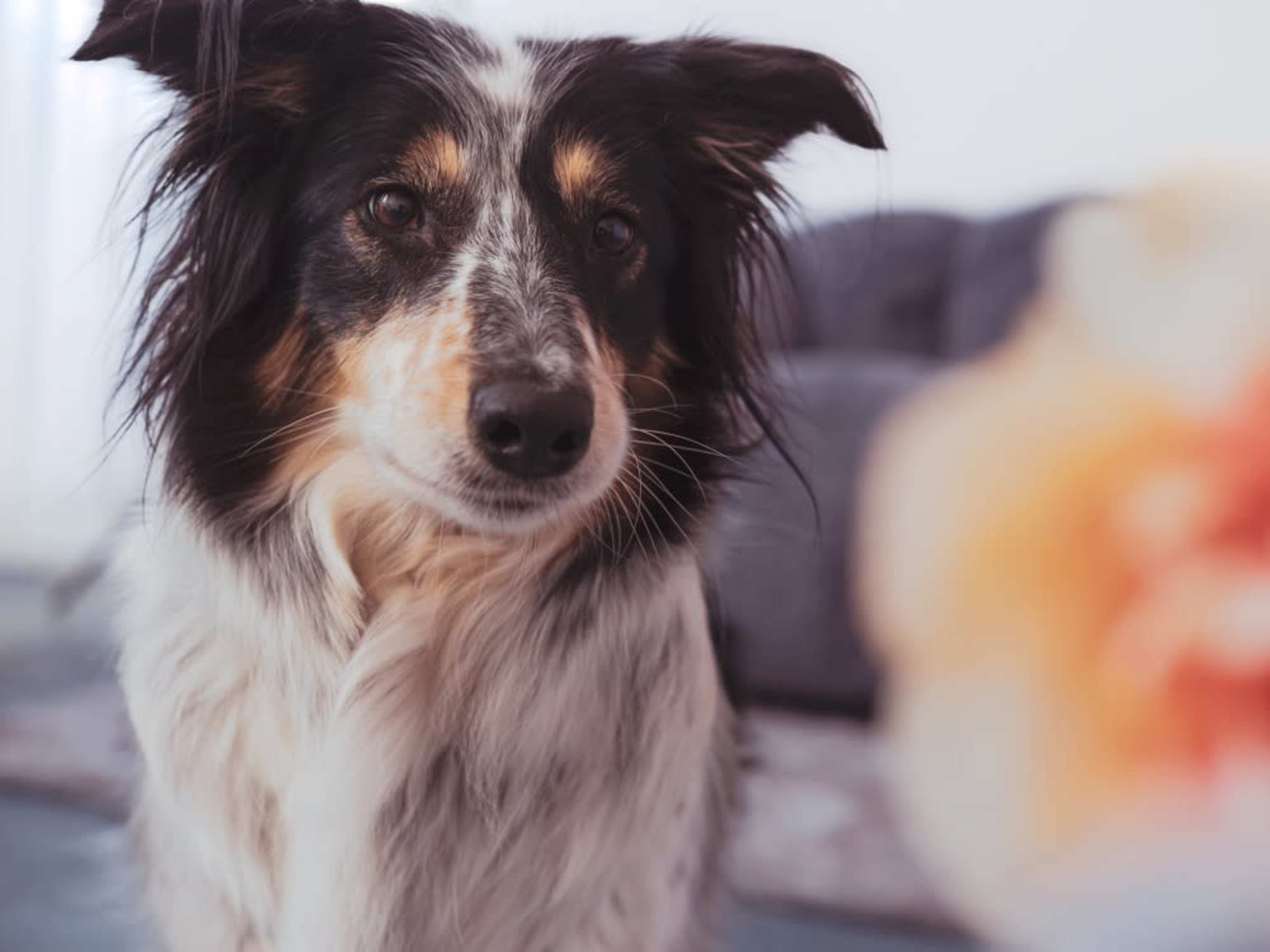 in-house photographer