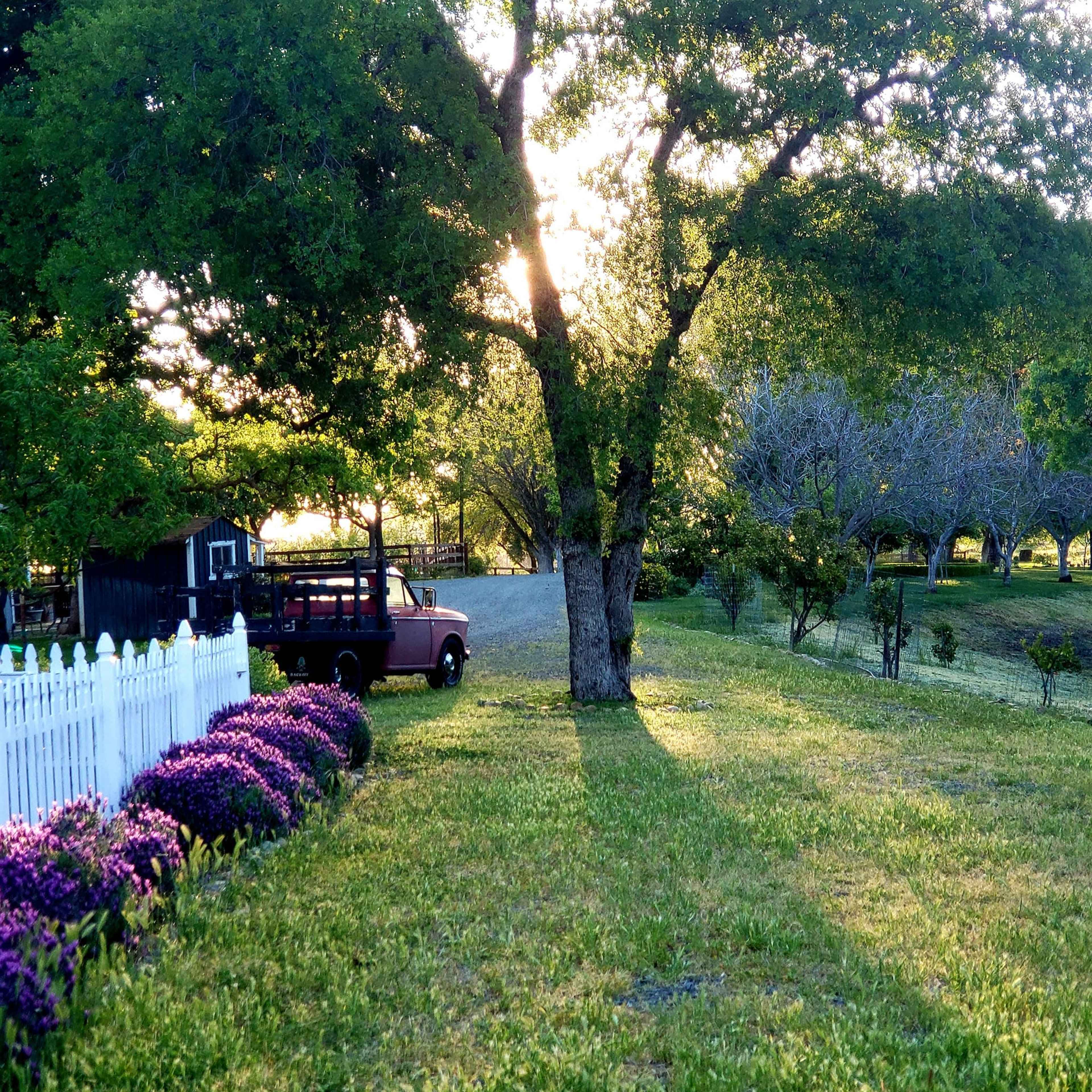 A vintage truck is parked near a white picket fence, with sunlight filtering through the trees in a rural setting.
