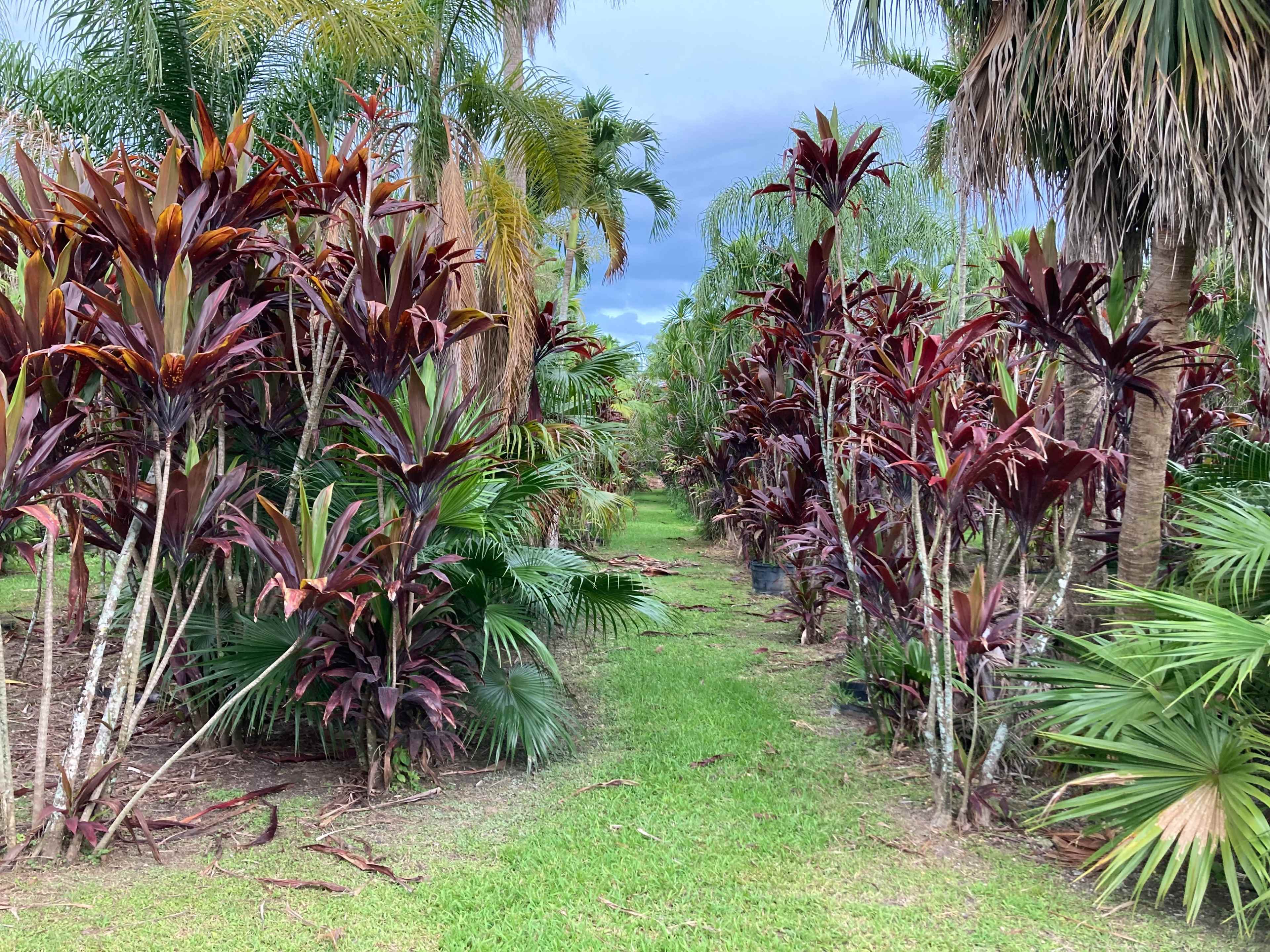 A narrow path lined with tall plants featuring vibrant red and green foliage runs through a tropical landscape.