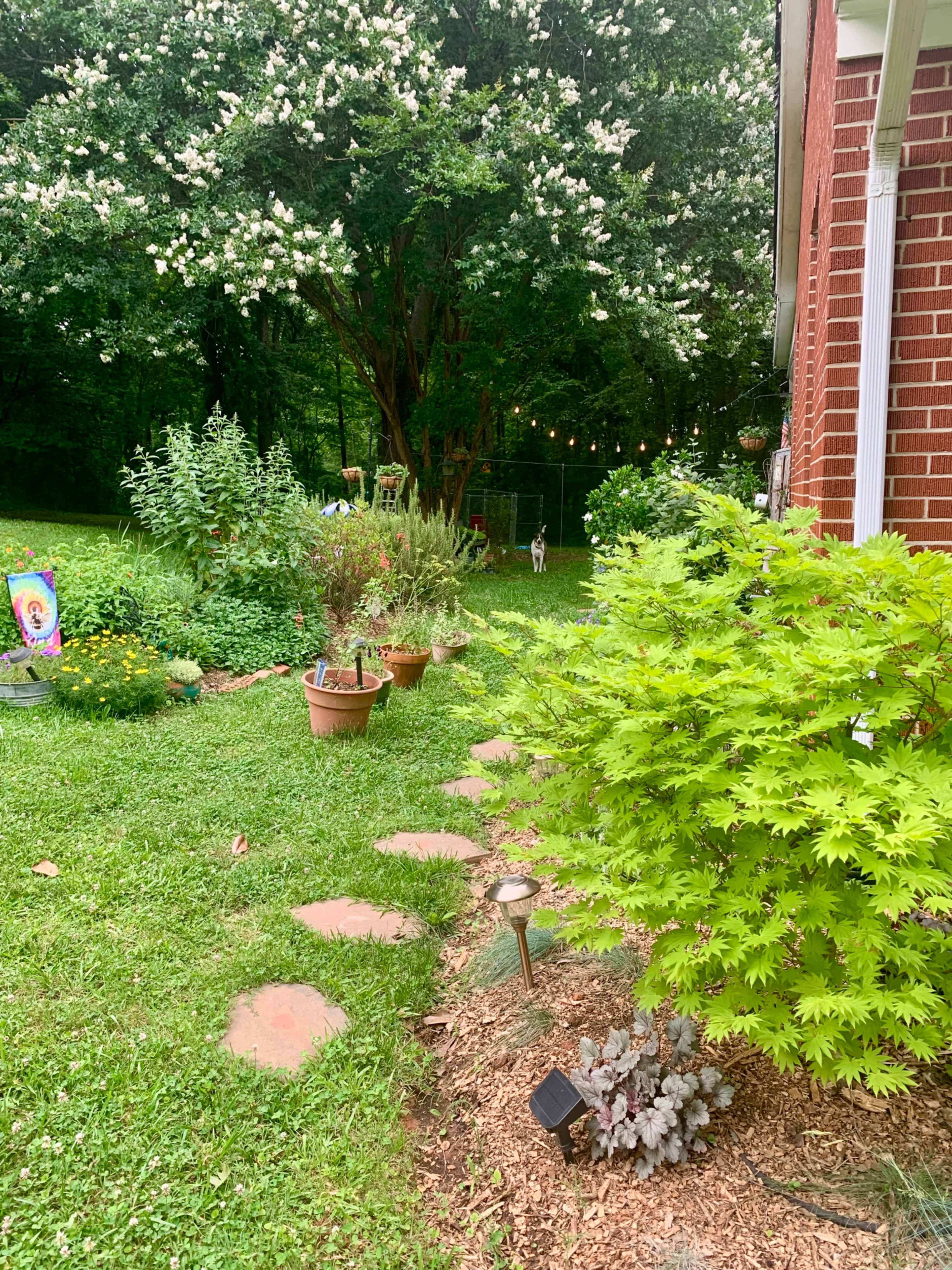 Big Backyard, Rustic Woodland Setting, Mature Tree Canopy and Butterfly Garden for Photo Shoots Image in , Mount Holly, NC