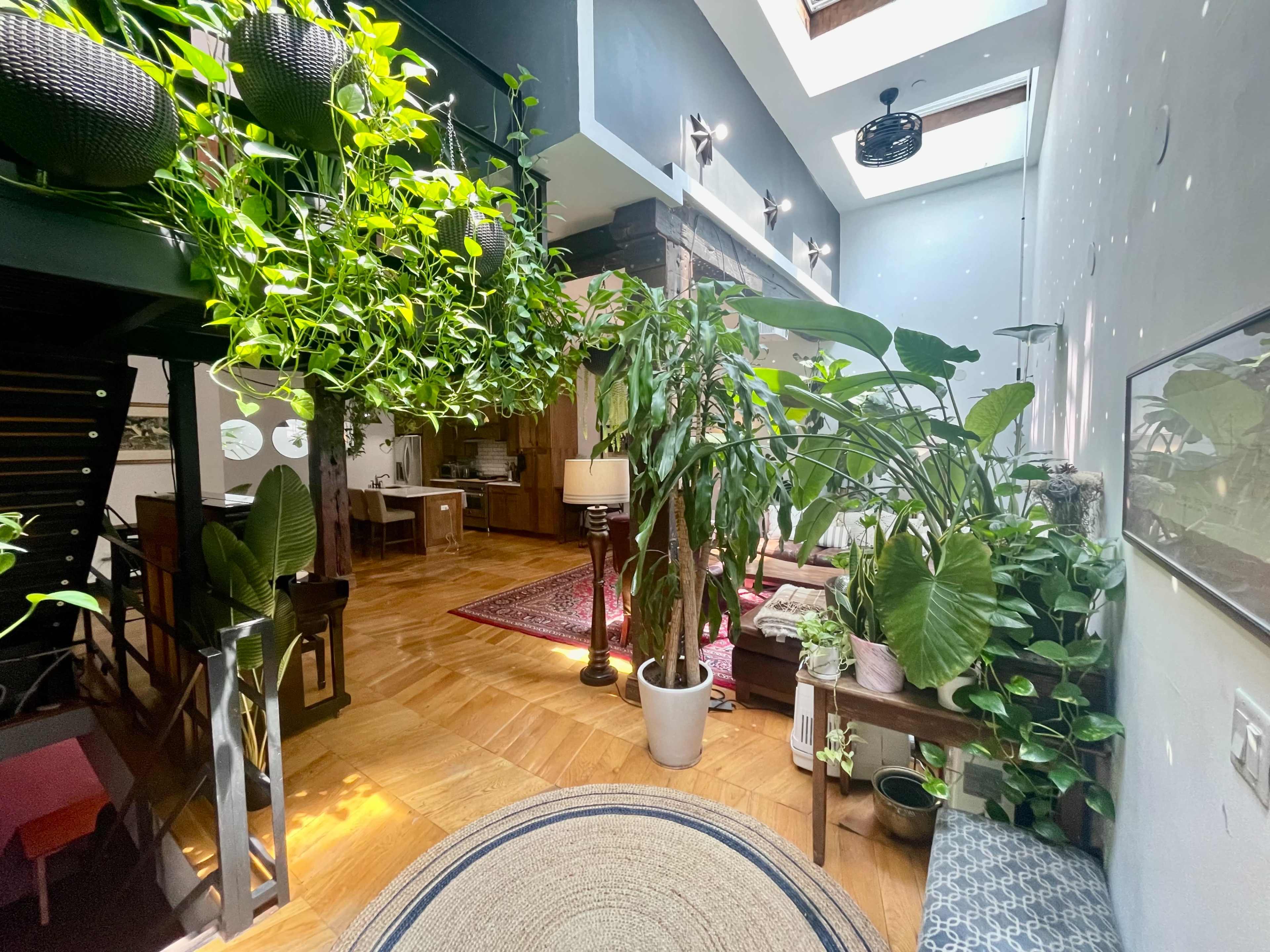An indoor space adorned with various plants, featuring wooden flooring and a clear view of a kitchen area in the background.