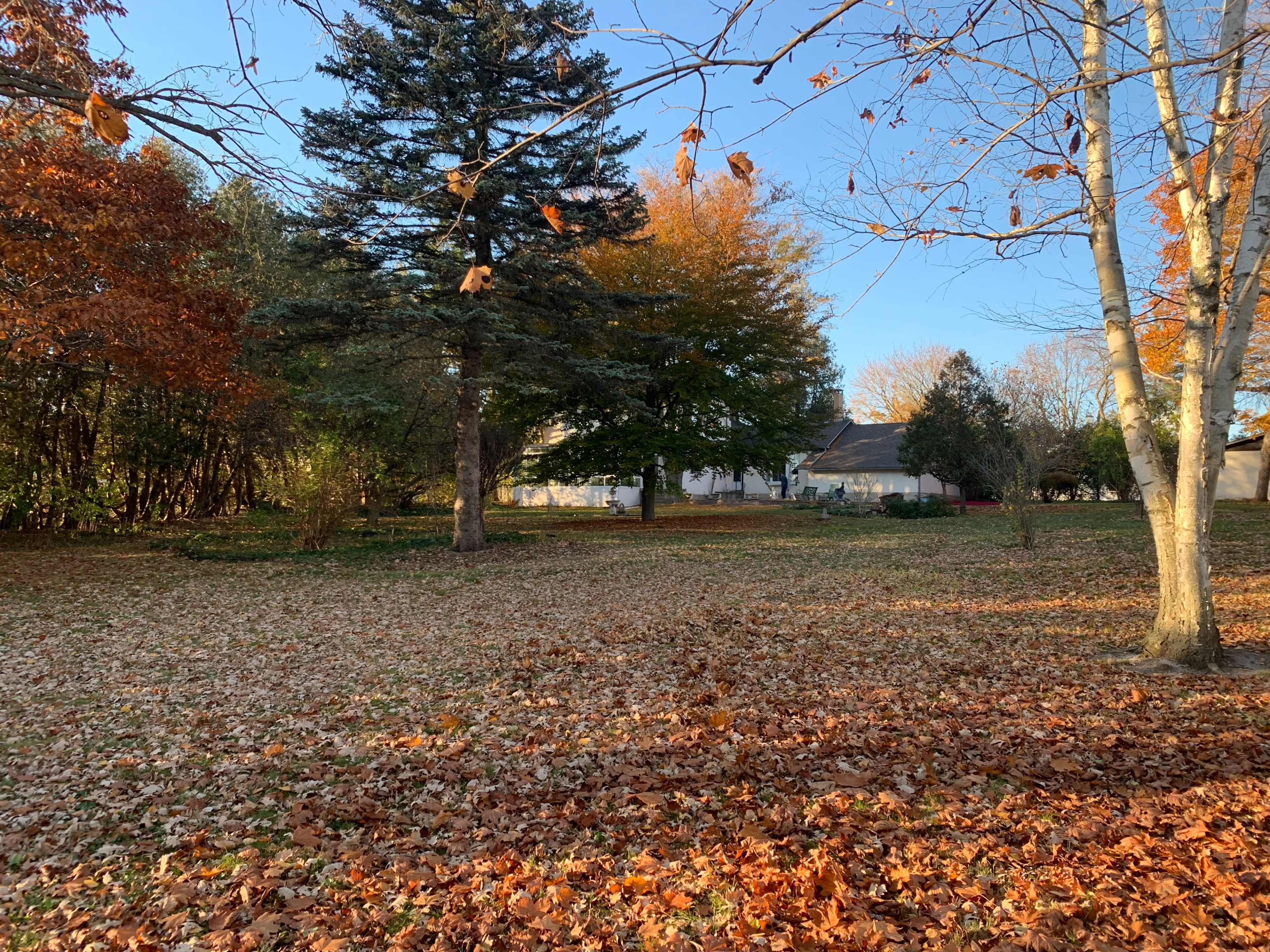 A grassy area is covered with fallen leaves, surrounded by trees with autumn foliage and a white house in the background.