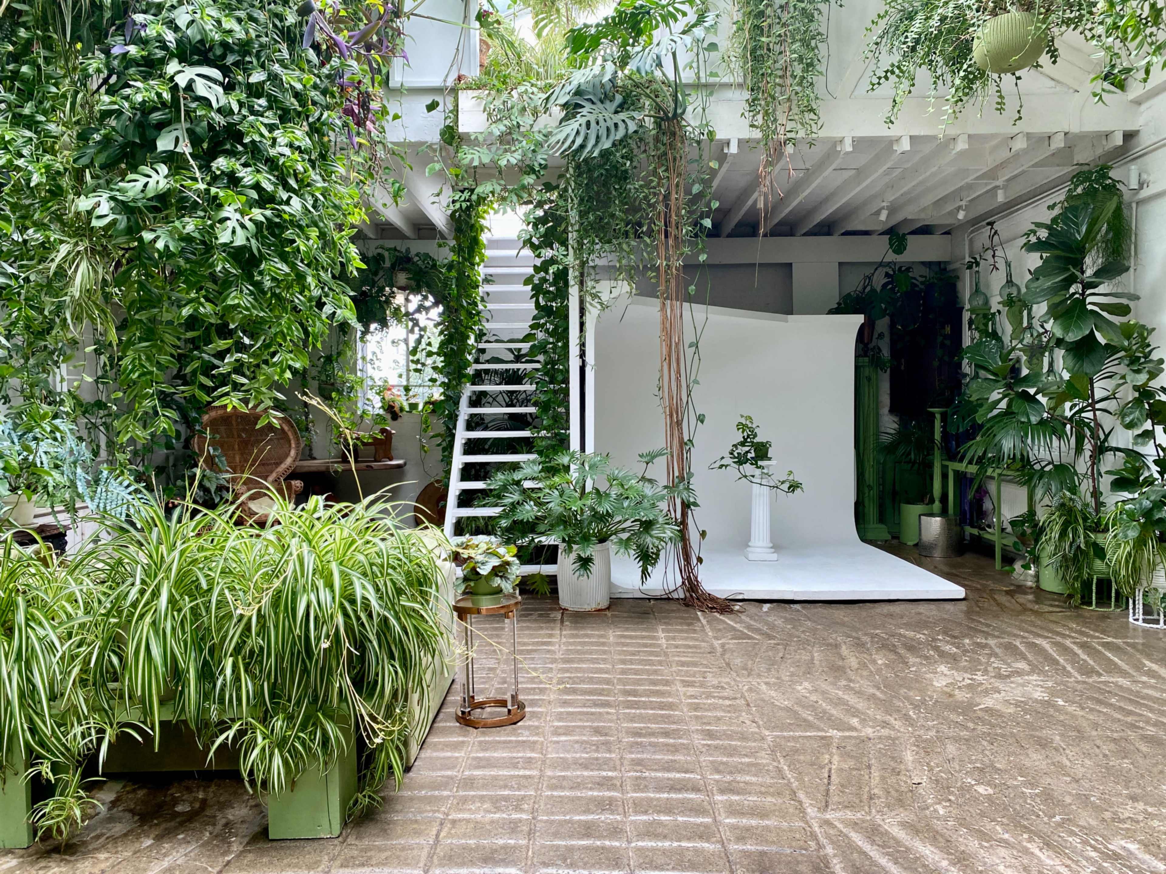 A well-lit indoor space filled with various plants, featuring a staircase, a white backdrop, and a mix of greenery throughout the area.