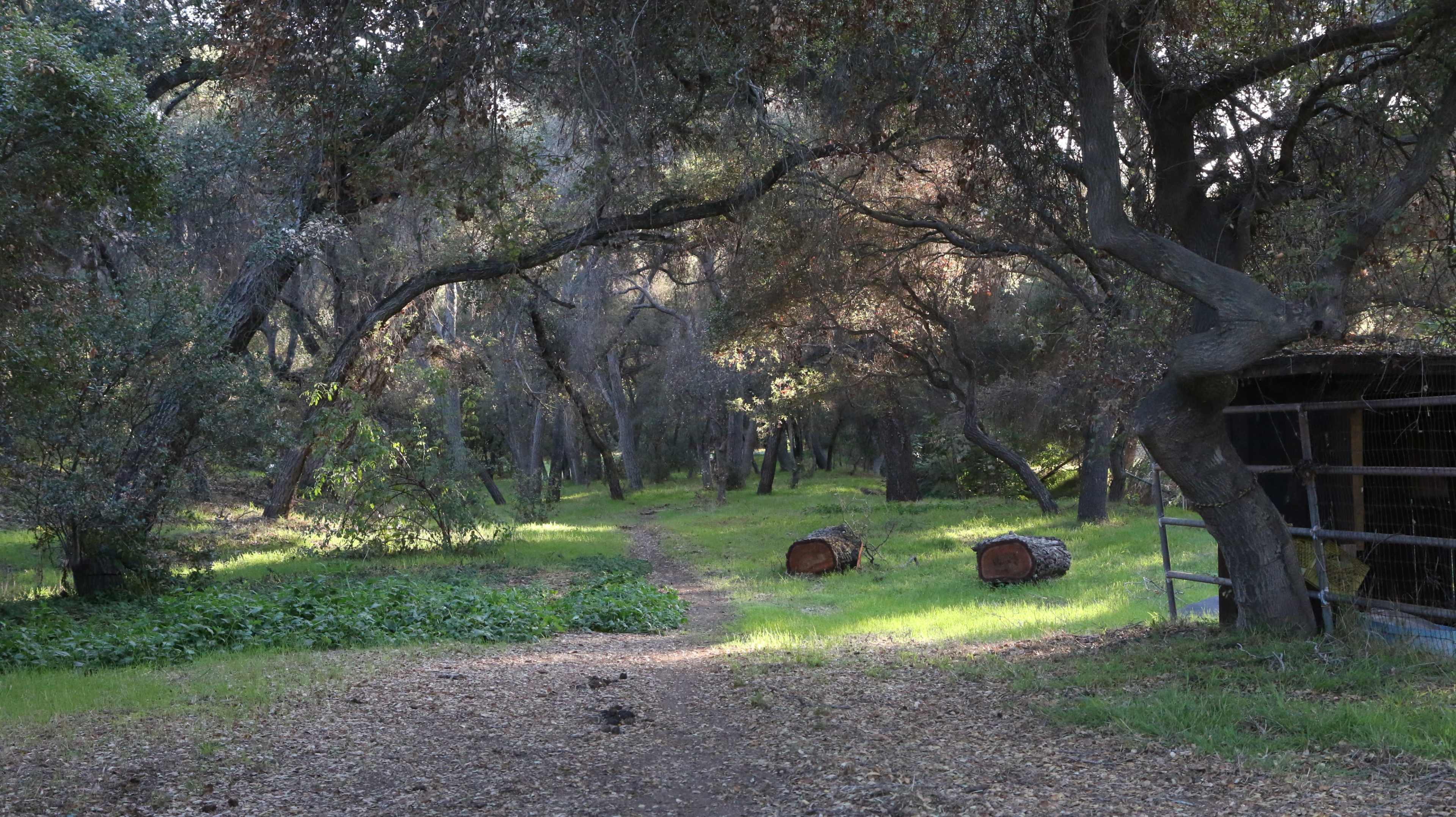 A wooded path winds through a forest with fallen logs and dappled light filtering through the trees.