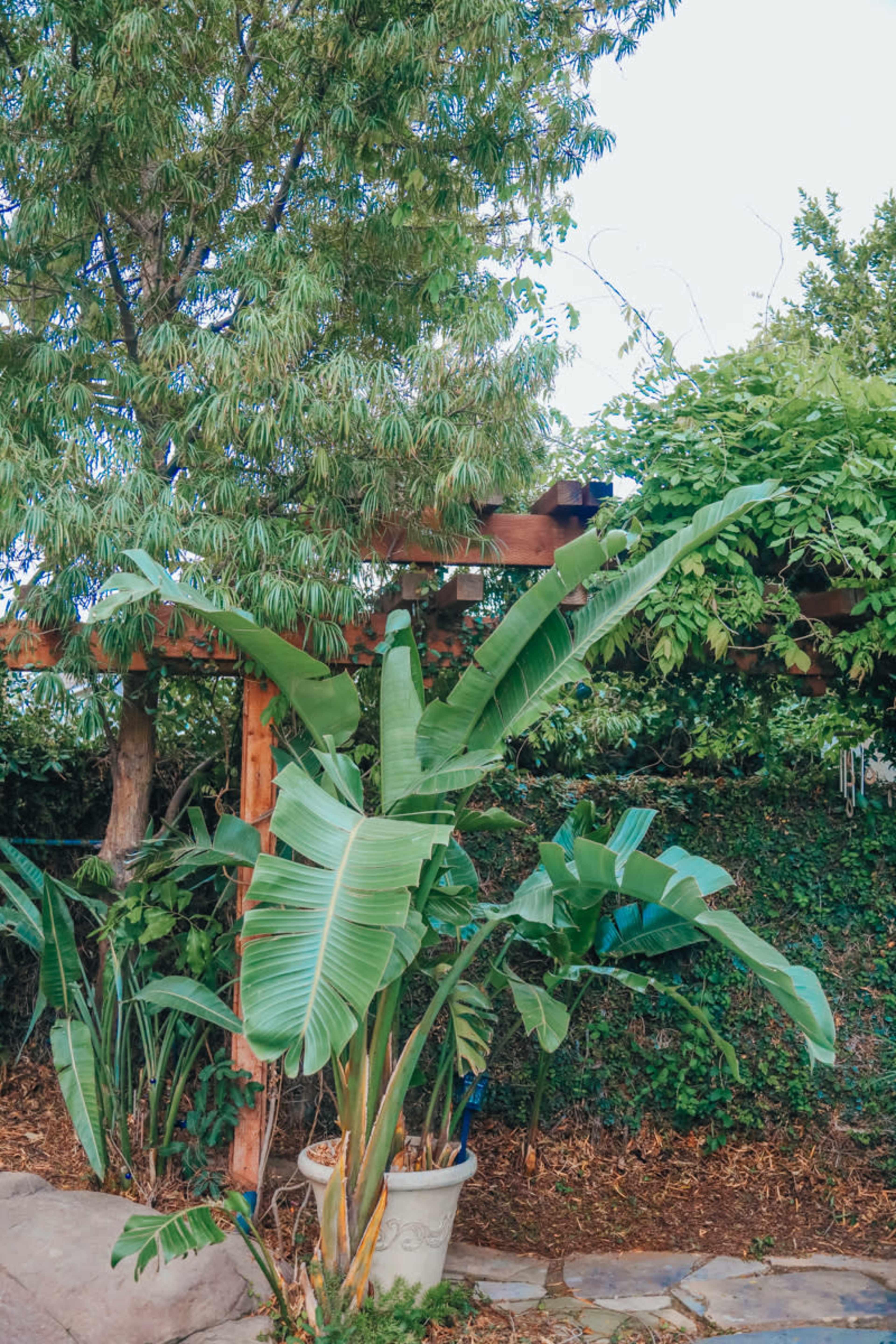 A cluster of tropical plants is arranged in a garden setting, featuring large green leaves and a wooden structure in the background.
