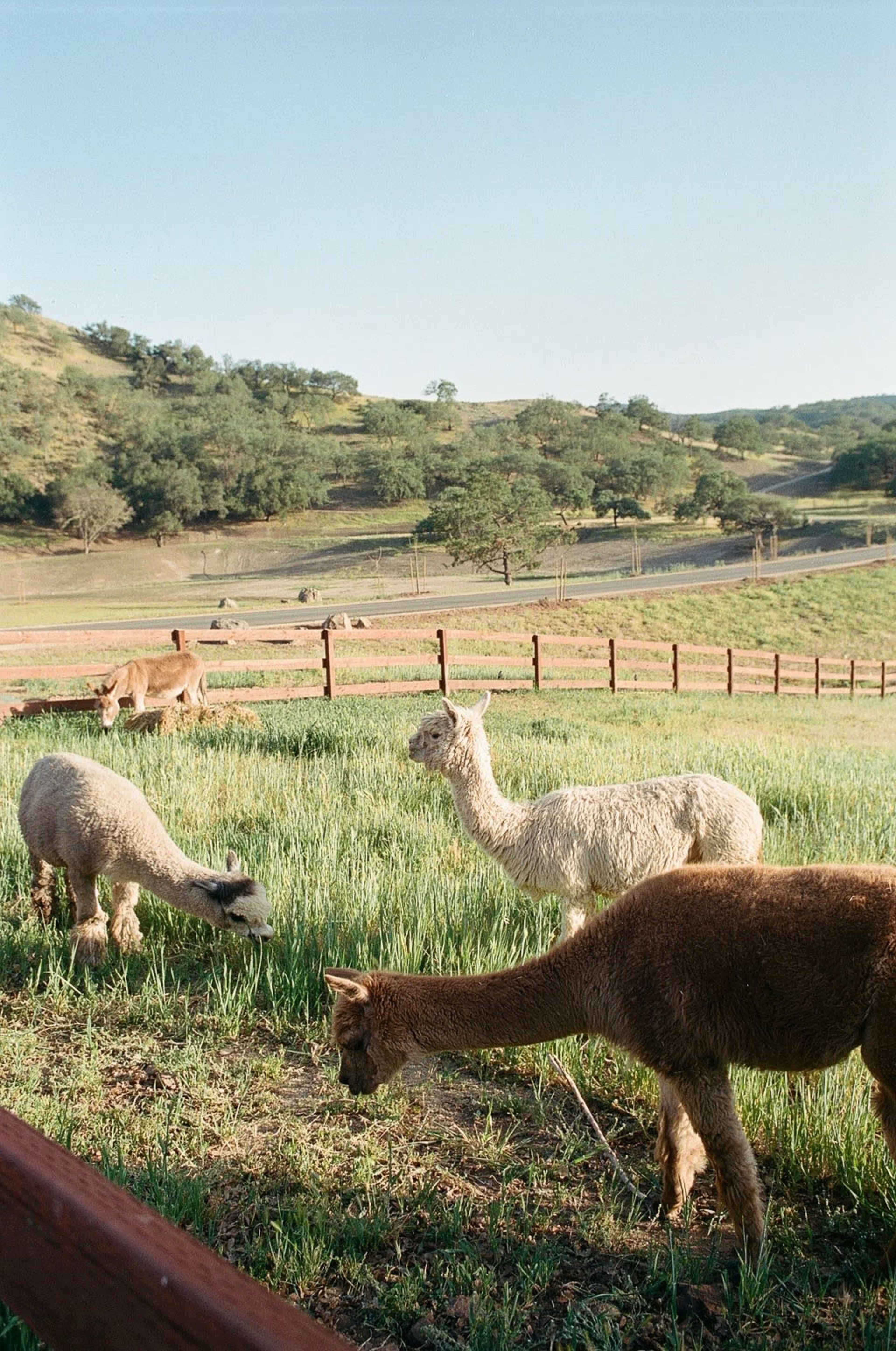 A group of alpacas grazes in a grassy field surrounded by a wooden fence with hills in the background.