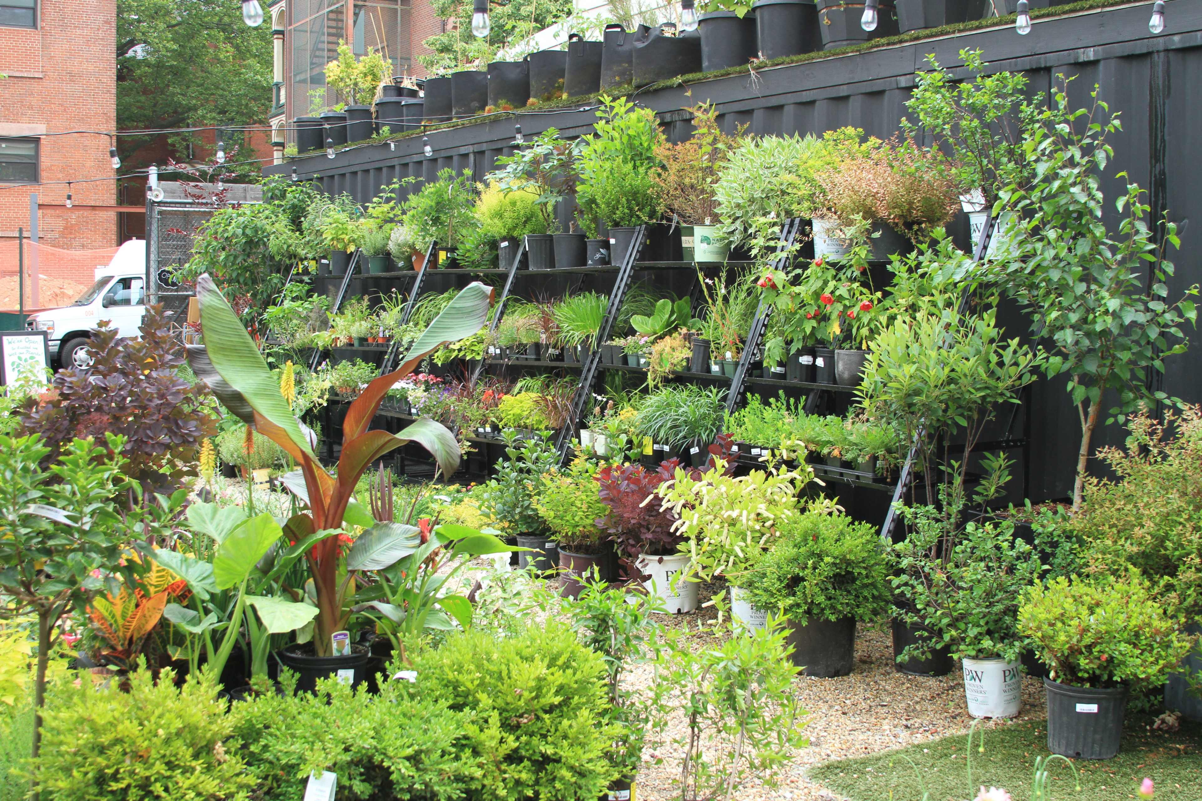 A garden display features various potted plants arranged on black shelves against a wooden wall.