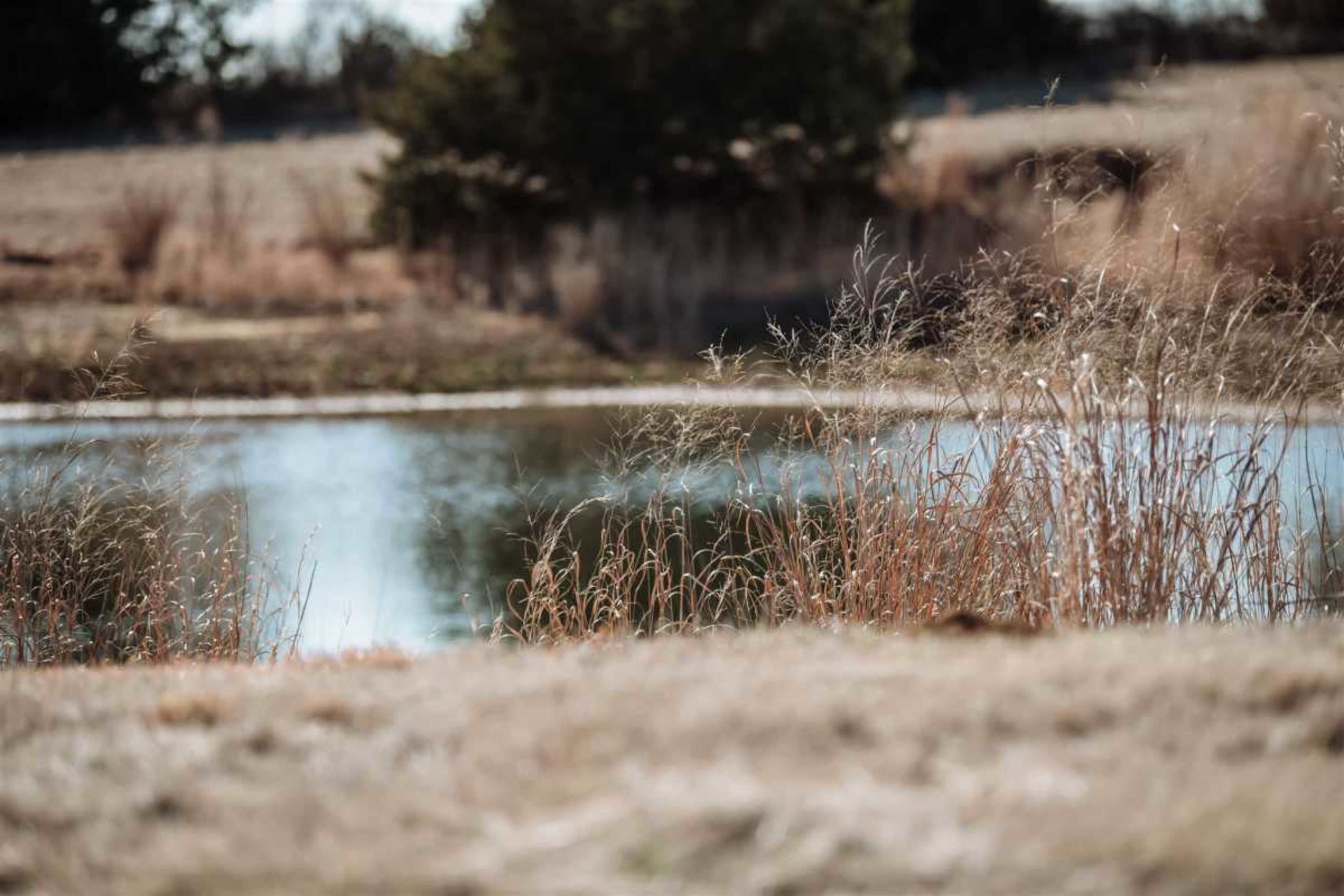 The image depicts a tranquil pond surrounded by dry grasses and distant trees in a rural setting.